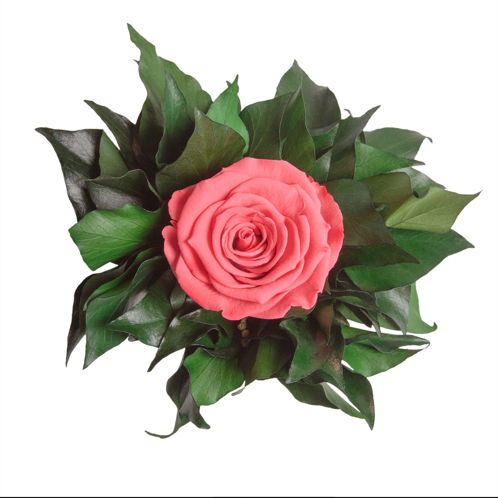 12 Künstliche Frauen Geschenkidee Heidelberg, Rose Infinity 1 Höhe Echte cm, Blume Zimmerpflanze für lange haltbar silberfarben Rose, ROSEMARIE SCHULZ Korall Becher