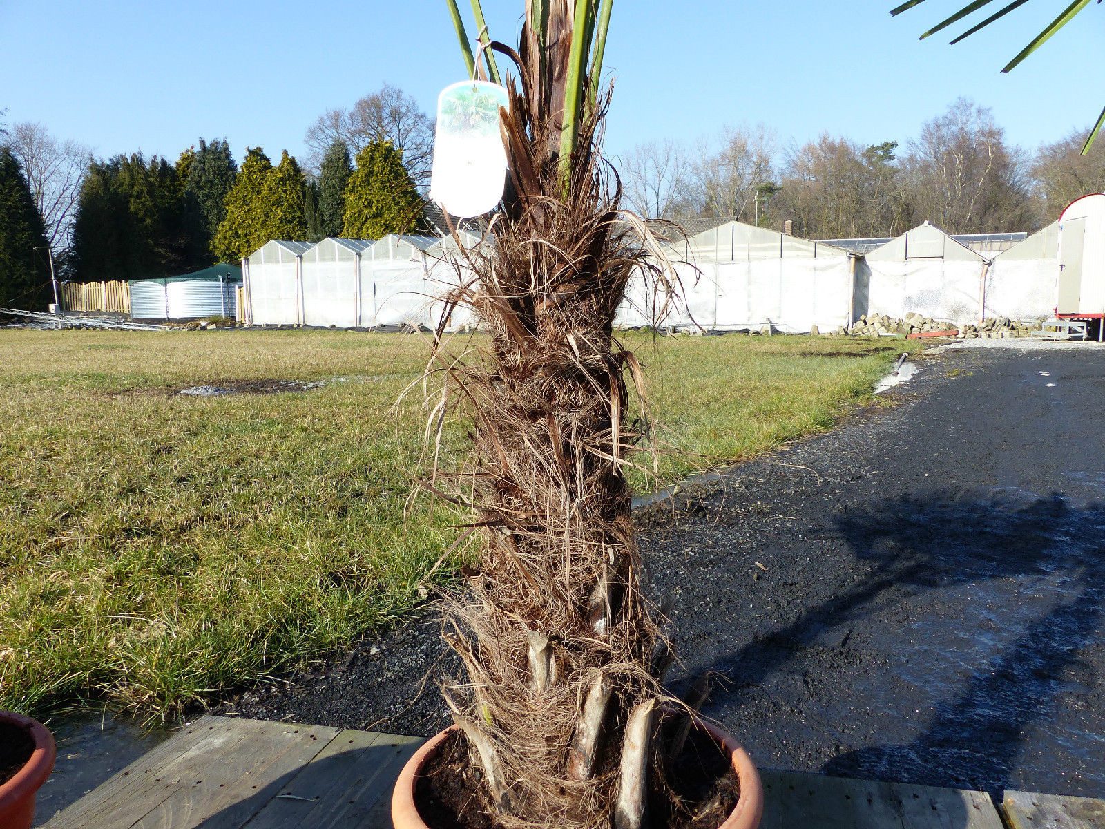 gruenwaren jakubik Baum XXL Palme winterhart 180 cm Trachycarpus fortunei, Hanfpalme – Bild 3 von 5