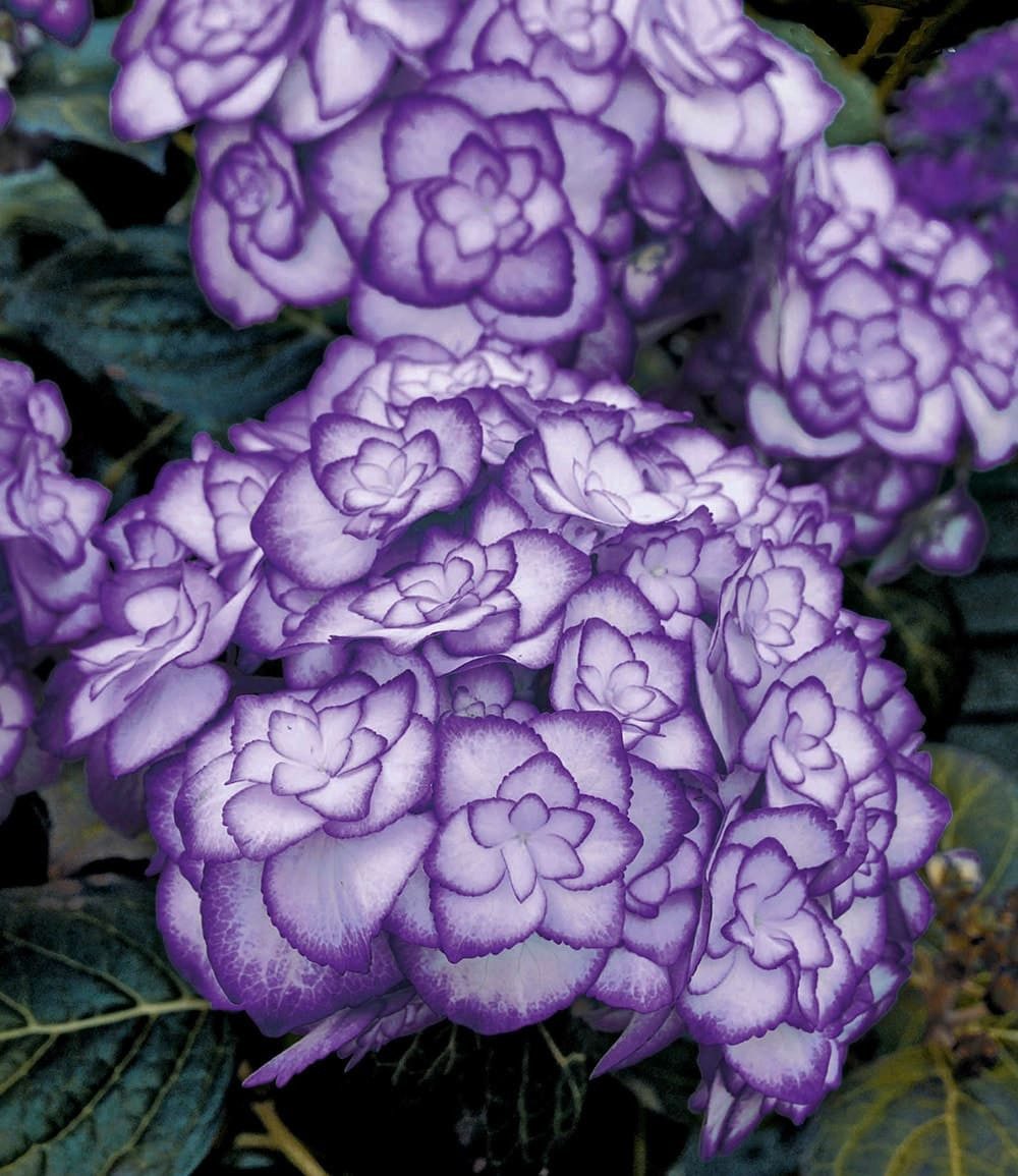 BALDUR Garten Zierstrauch Freiland-Hortensie 'Miss Saori blue®', 1 St., Hydrangea,winterhart, mehrjährig, pflegeleicht