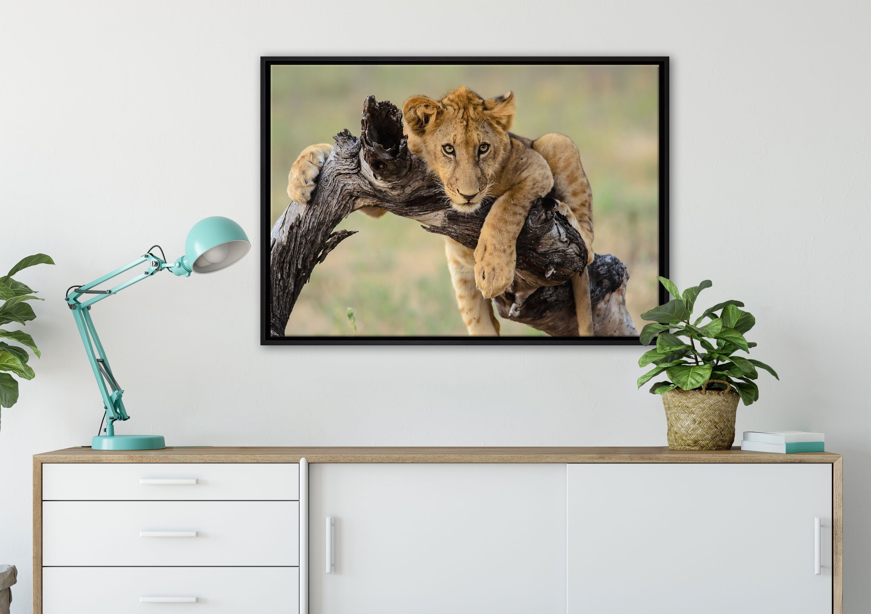 fertig Junger Leinwandbild Wanddekoration Zackenaufhänger der in St), Leinwandbild in (1 bespannt, inkl. gefasst, Natur, einem Pixxprint Schattenfugen-Bilderrahmen Löwe