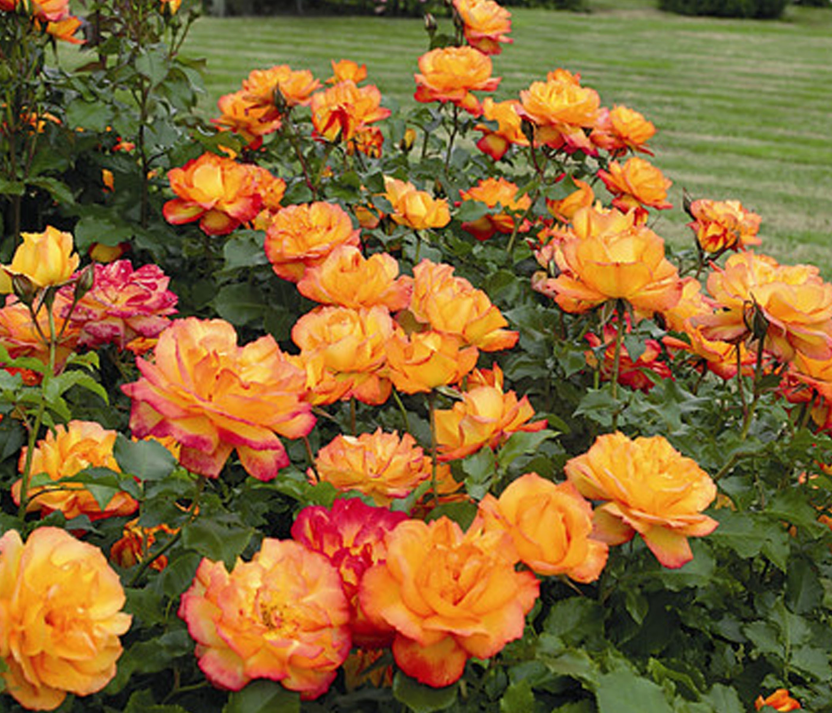 Dehner Rose Strauchrose Sahara®, orange-hellrote Blüten, duftend und gefüllt, Züchter Tantau