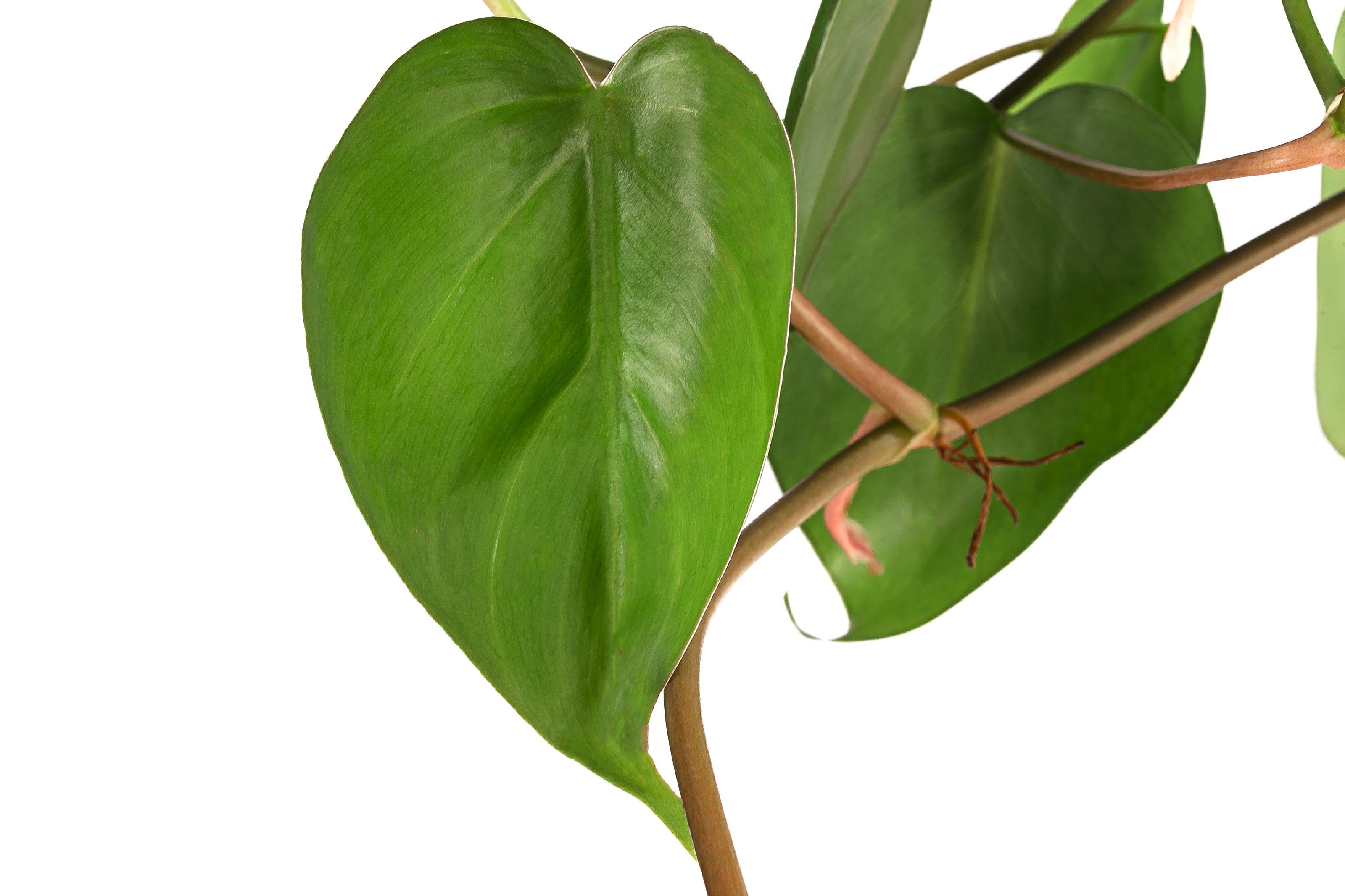 Dehner Zimmerpflanze Baumfreund, Philodendron scandens, in Hydrokultur, inkl. Wasserstandsanzeiger, fleischige, herzförmige Blätter