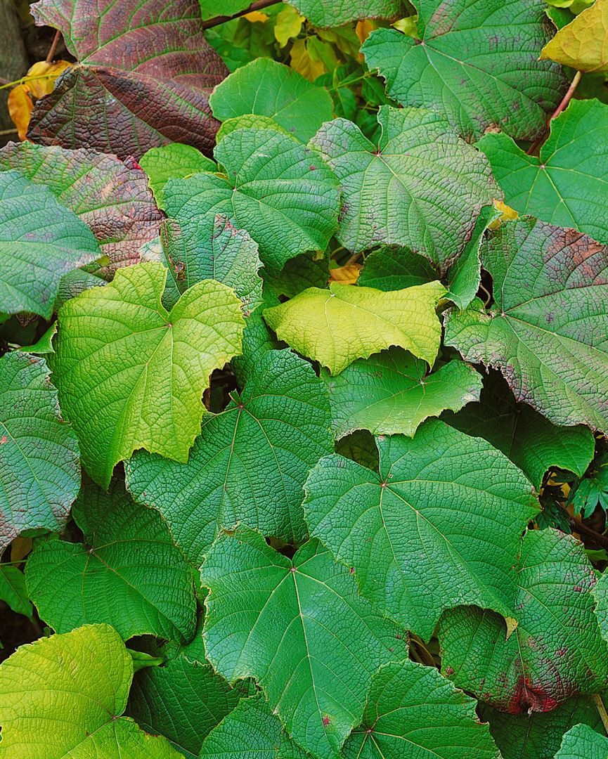 Pflanzen für Dich Obstpflanze Vitis vinifera coignetiae, 1 St., Japanische Weinrebe, Coignet-Rebe, rote Blätter, kletterpflanze