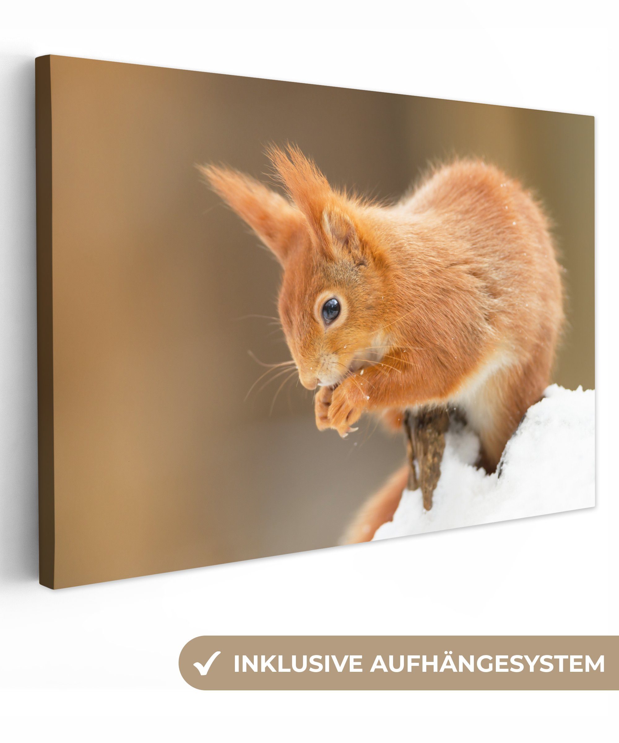 OneMillionCanvasses® Leinwandbild Eichhörnchen mit roter Farbe, (1 St), Wandbild Leinwandbilder, Aufhängefertig, Wanddeko, 30x20 cm