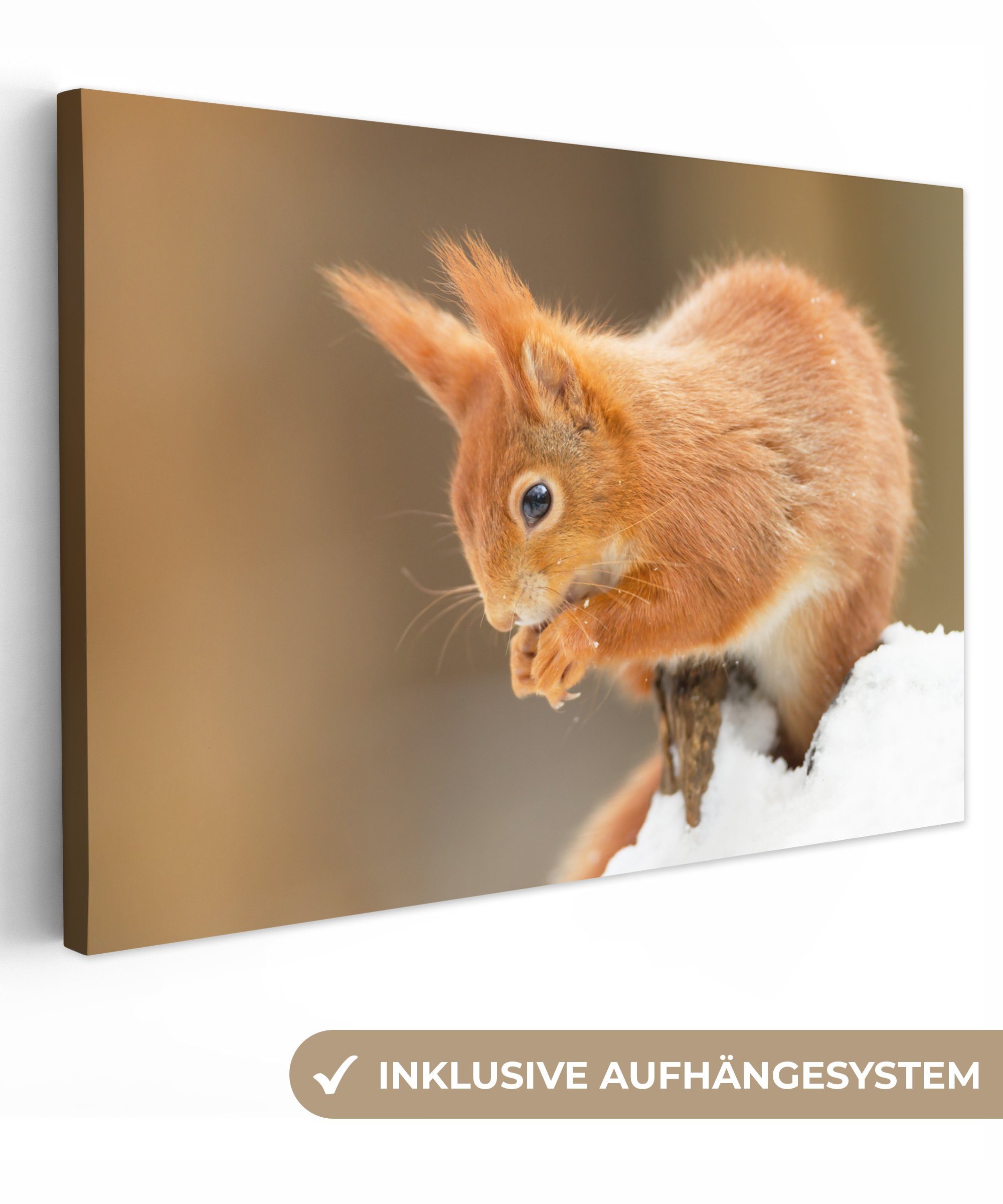 OneMillionCanvasses® Leinwandbild Eichhörnchen mit roter Farbe, günstig online kaufen