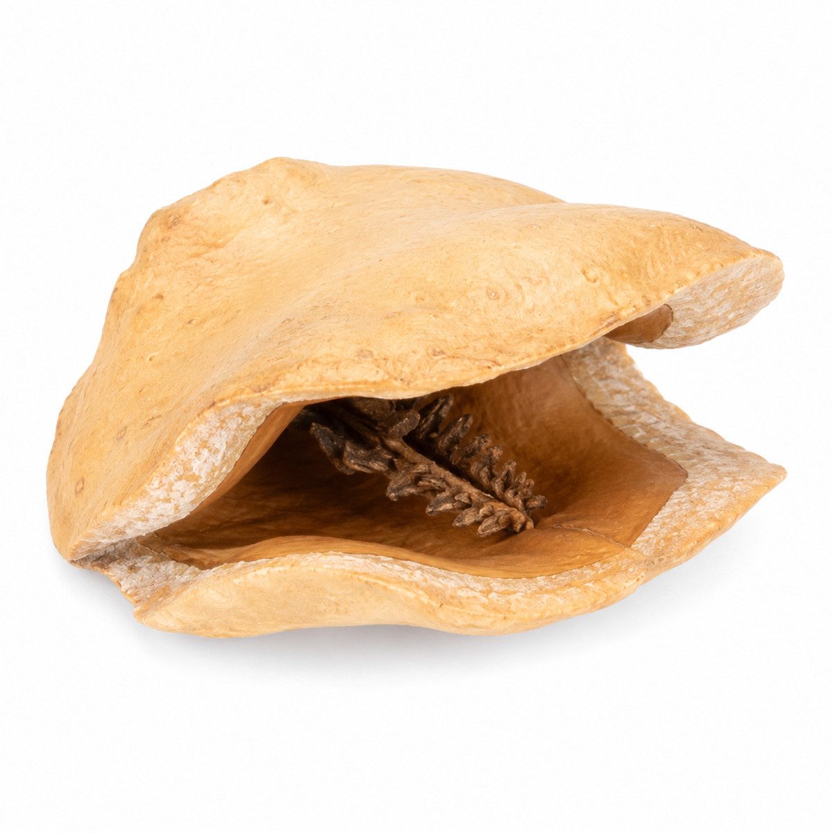 NaDeco Bastelnaturmaterial Froschmaulschote in Natur