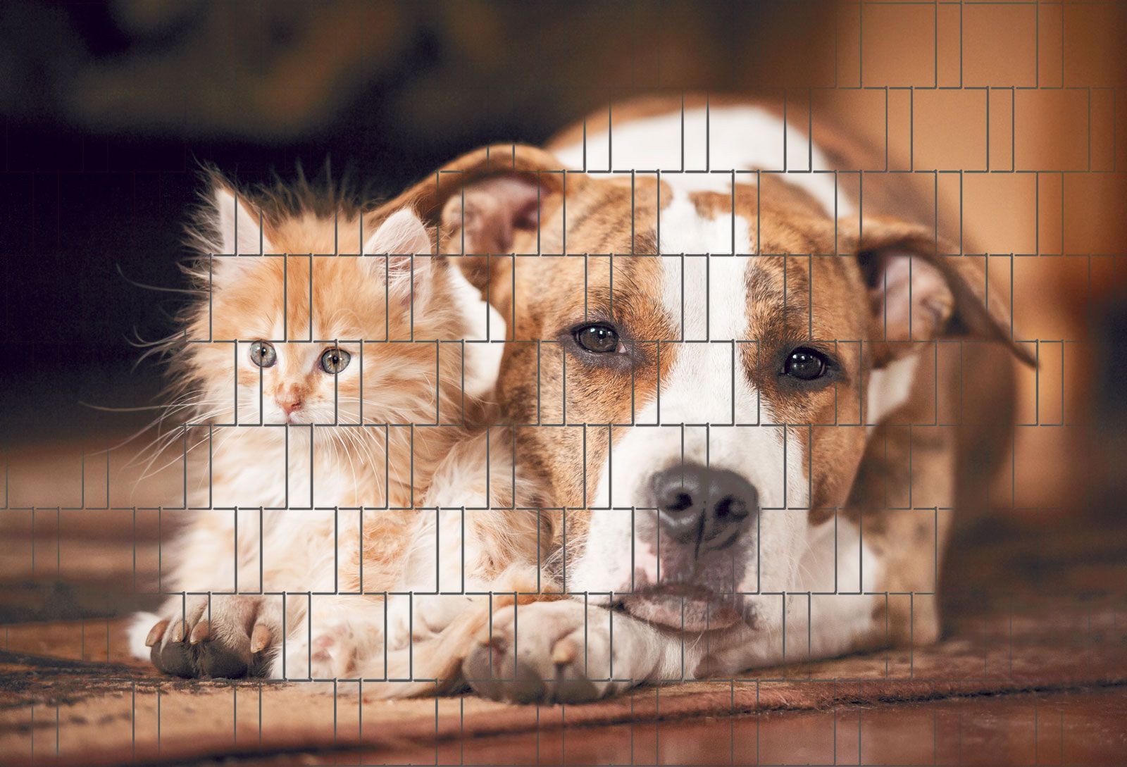 zaunzu Sichtschutzstreifen Hund & Katze - Bedruckter Sichtschutz 2,5m x 1,8m, (1 Rolle, Motivdruck Sichtschutzstreifen), Fotodruck für Doppelstabgitter