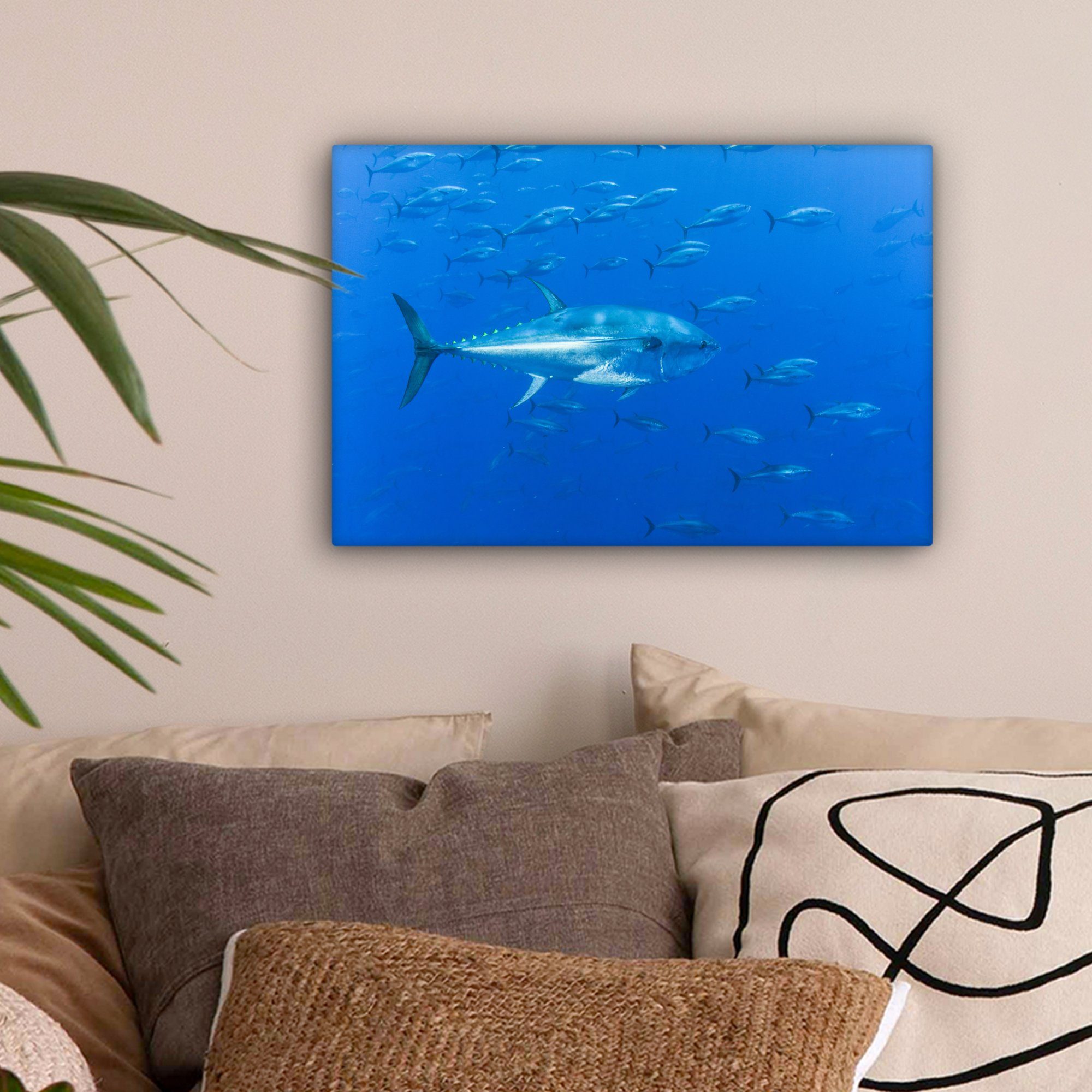 Aufhängefertig, Leinwandbilder, im Wanddeko, (1 30x20 Leinwandbild zueinander St), parallel OneMillionCanvasses® cm Meer, Wandbild Thunfische
