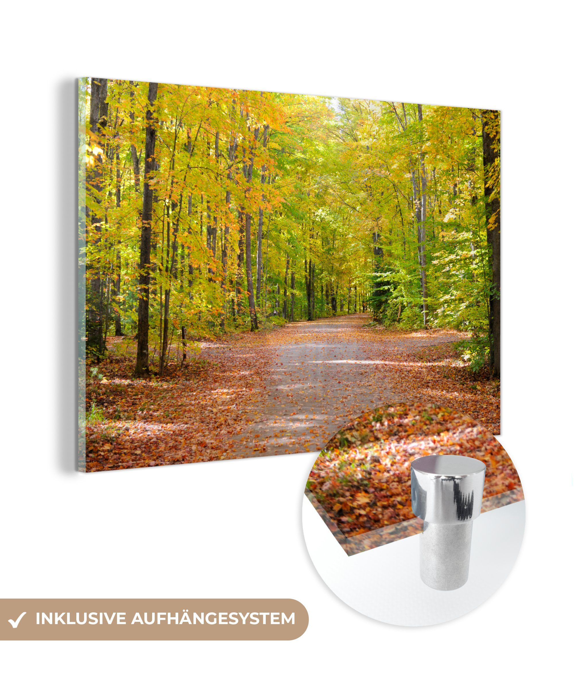 MuchoWow Acrylglasbild National Forest Haiwatha - Wald - Herbst, (1 St), Acrylglasbilder Wohnzimmer & Schlafzimmer | Bilder