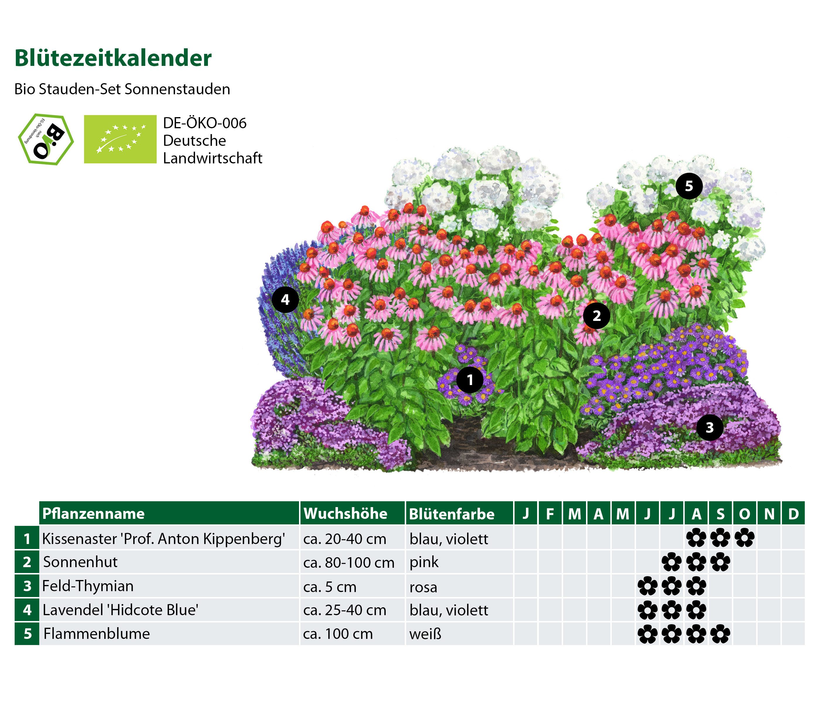 Dehner Staude, 12 Gartenpflanzen für sonnige Standorte