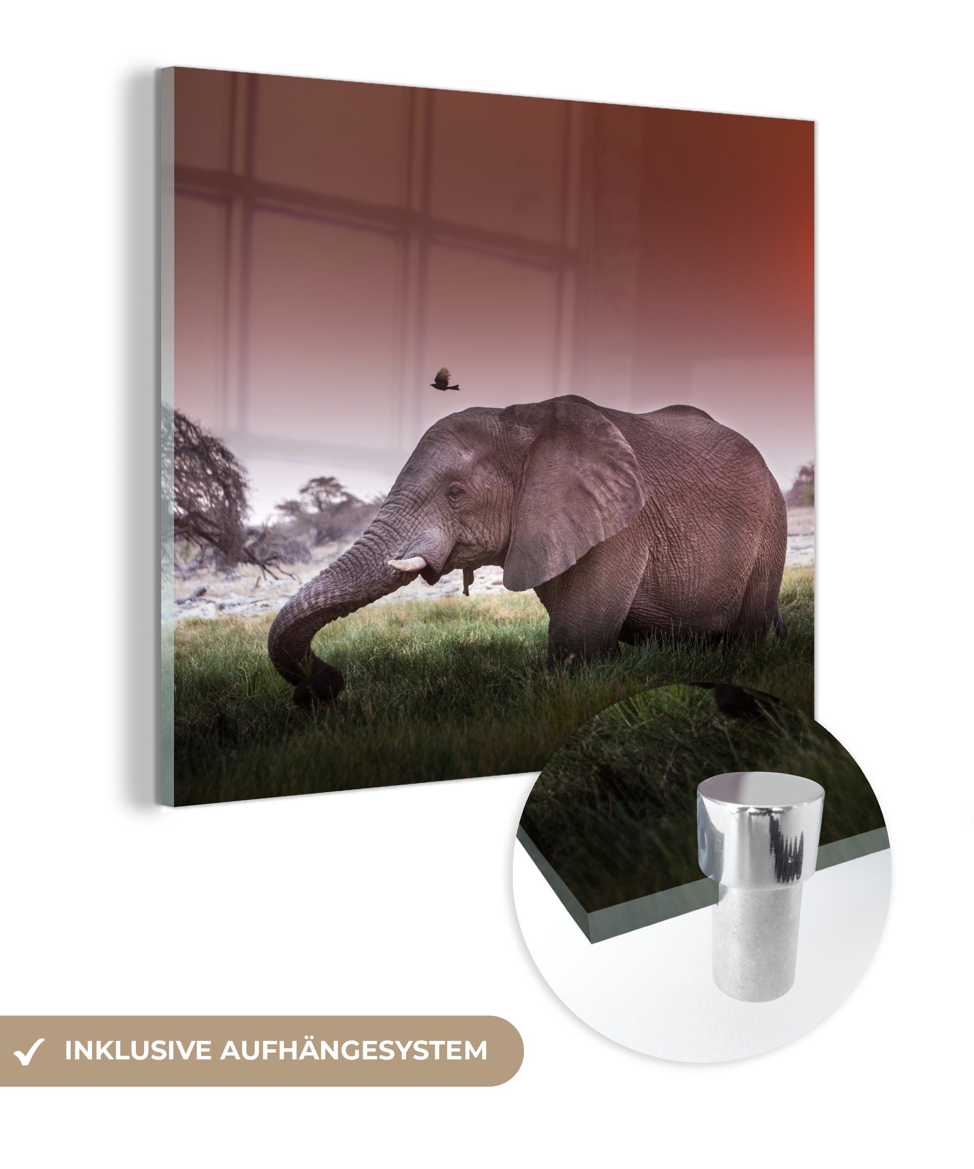 MuchoWow Acrylglasbild Elefant - Gras - Sonne - Tiere, (1 St), Glasbilder - Bilder auf Glas Wandbild - Foto auf Glas - Wanddekoration