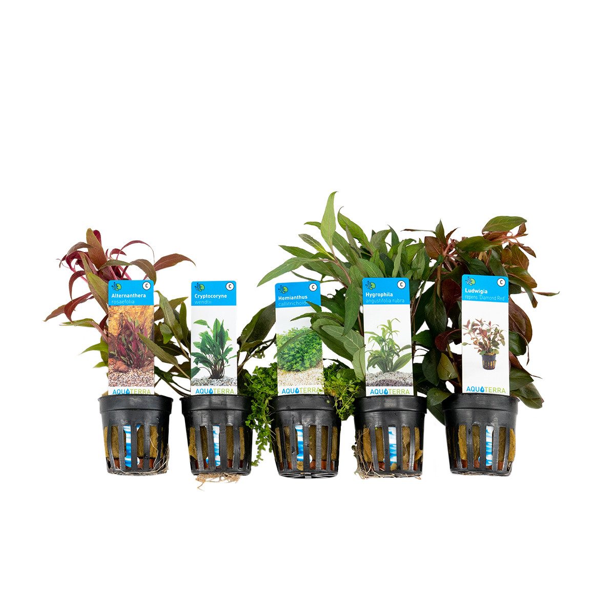Bloomique Wasserpflanze 5er Set - Aquarium Pflanzen Echt - Wasserpflanzen - Reinigend - Ludwig, 5 St.