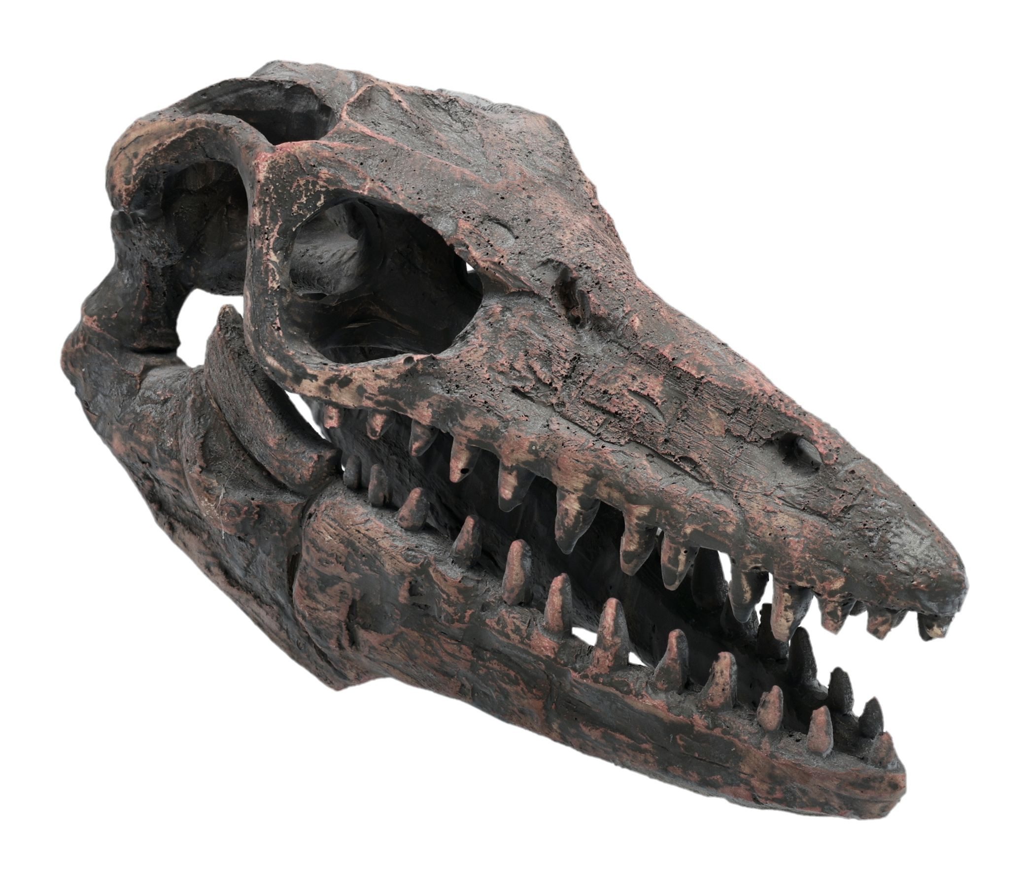 Figuren Shop GmbH Dekoobjekt Archaeopteryx Schädel – Dino Fossil Figur Urzeit Replik 19 cm Deko