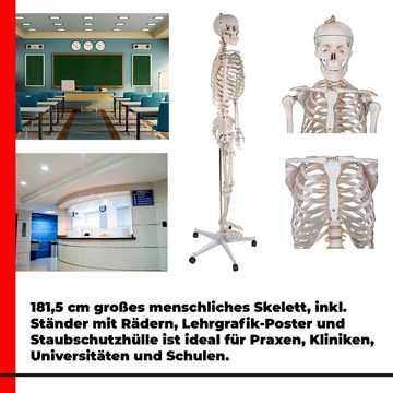 VENDOMNIA Dekoobjekt Menschliches Anatomie Skelett 181.5 cm (mit Muskelbemalungdetails, inkl. Schutzabdeckung, mit Ständer, Standfuss und Lehrgrafik Poster, Lebensgroß), Lernmodell, Lehrmittel, klassisches Skelett