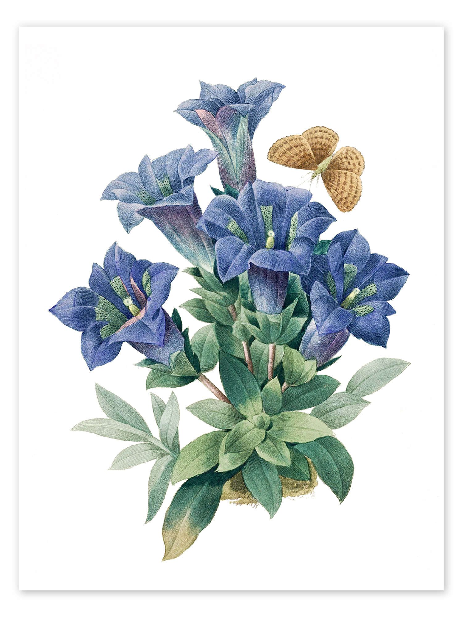Posterlounge Wandbild Kochscher Enzian (Gentiana acaulis), günstig online kaufen