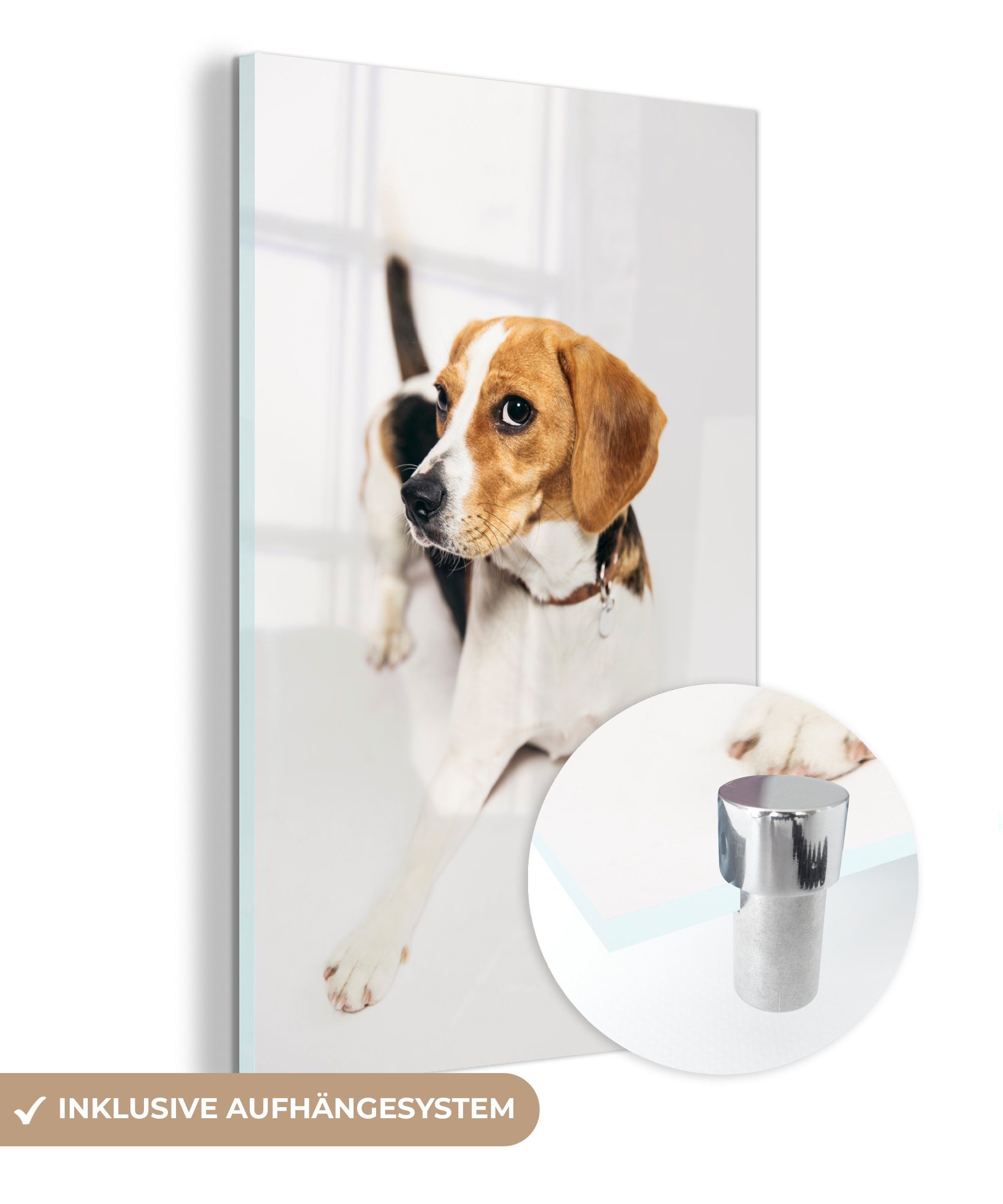 Acrylglasbild Junger Beagle auf weißem Hintergrund