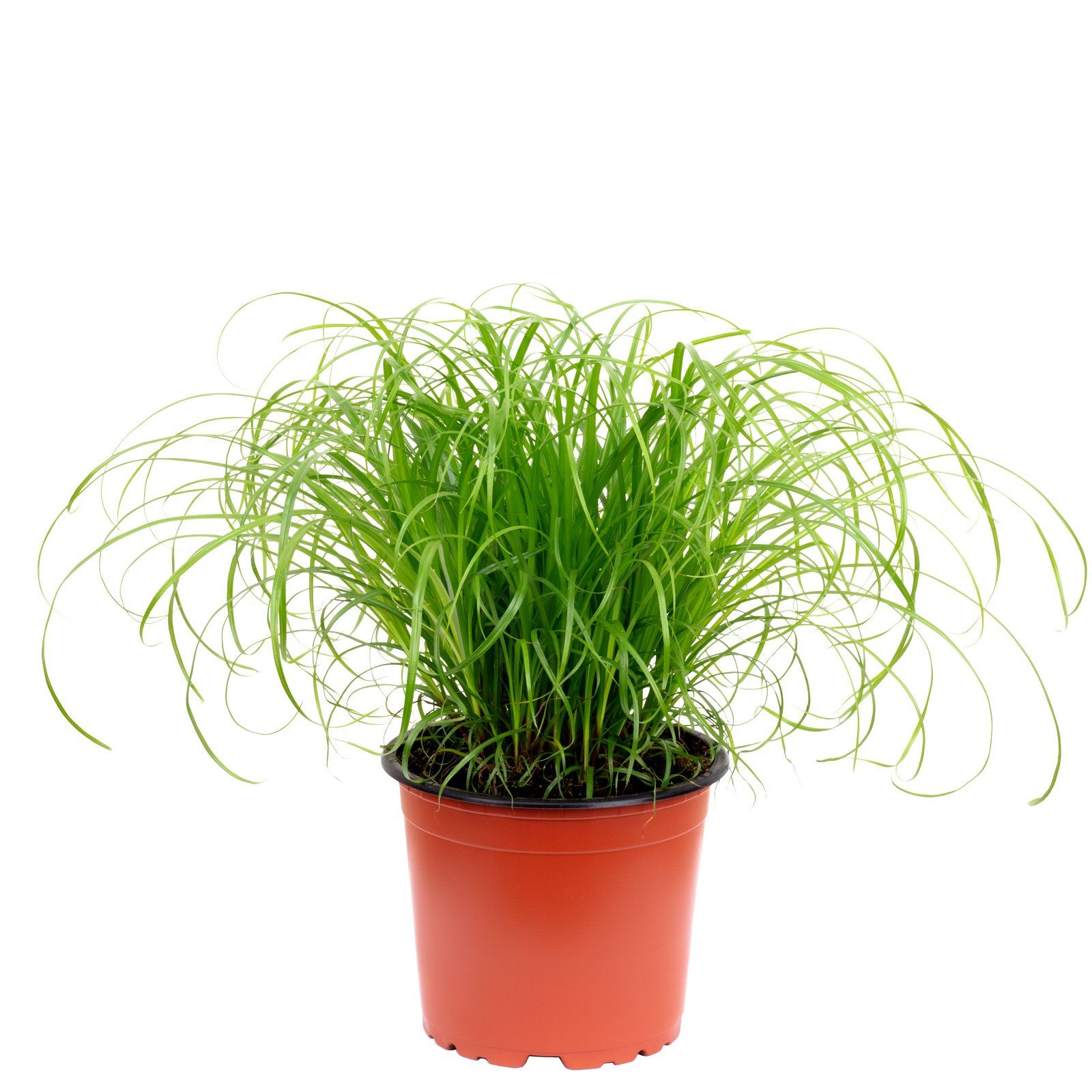 Flowerbox Zimmerpflanze Echtes Katzengras - Cyperus alternifolius "Zumula", - Höhe ca. 30 cm, Topf-Ø 12 cm