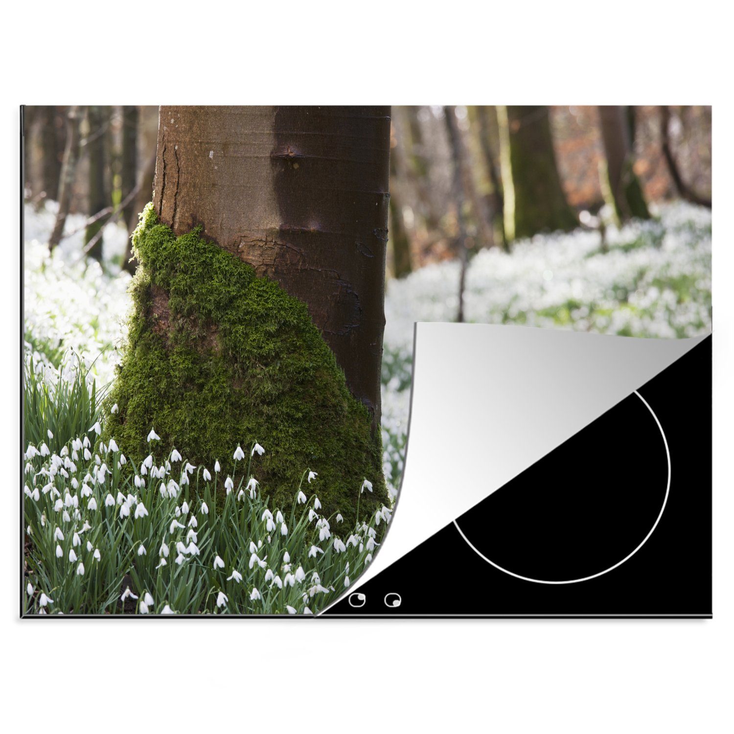 MuchoWow Herdblende-/Abdeckplatte Ein Feld voller Schneeglöckchen vor Bäumen, Vinyl, (1 tlg), 70x52 cm, Mobile Arbeitsfläche nutzbar, Ceranfeldabdeckung