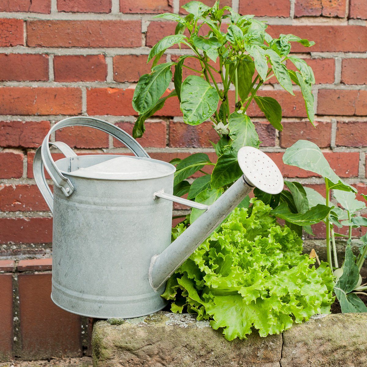 Antikas Gartenpflege-Set Gießkanne aus Zink für den Garten, Blumen-Gießkanne, Zinkkanne, 3,6