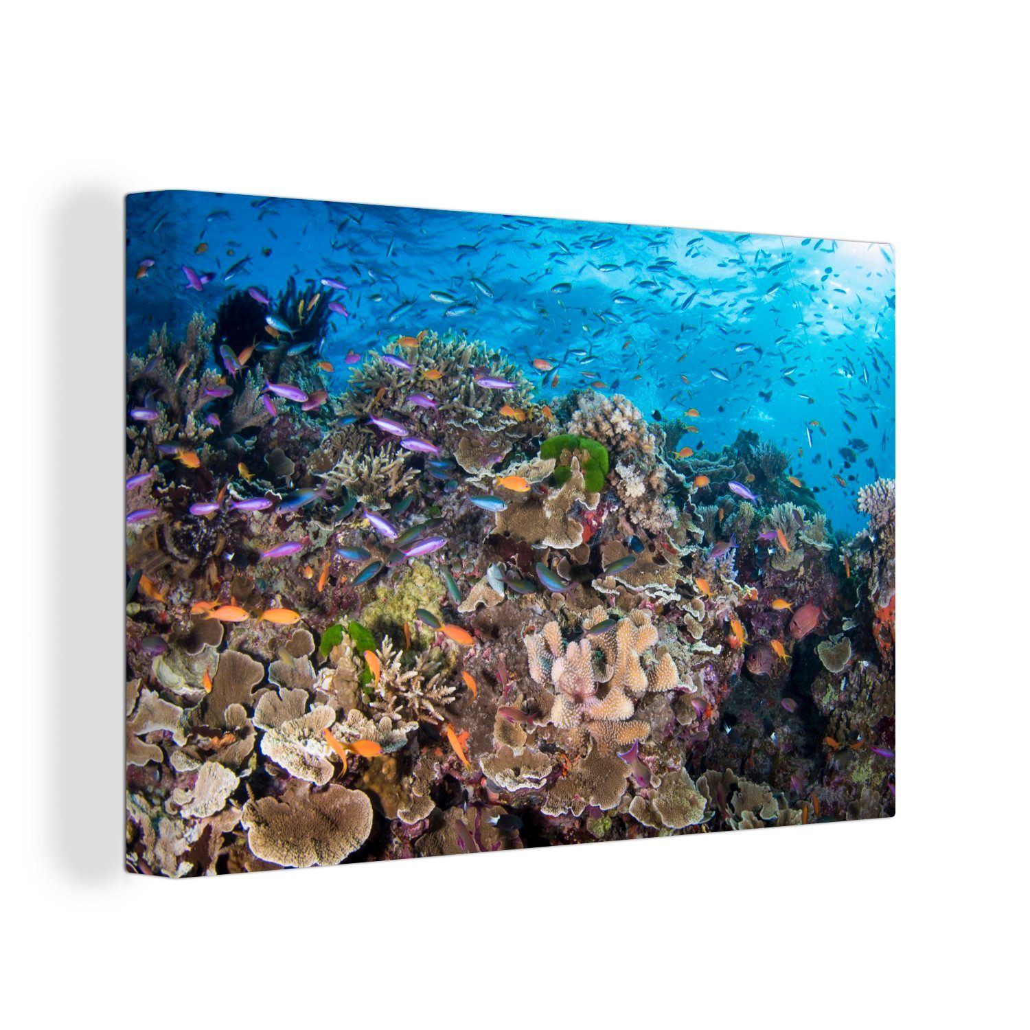 OneMillionCanvasses® Leinwandbild Maritimes Leben am Great Barrier Reef, (1 St), Wandbild Leinwandbilder, Aufhängefertig, Wanddeko, 30x20 cm