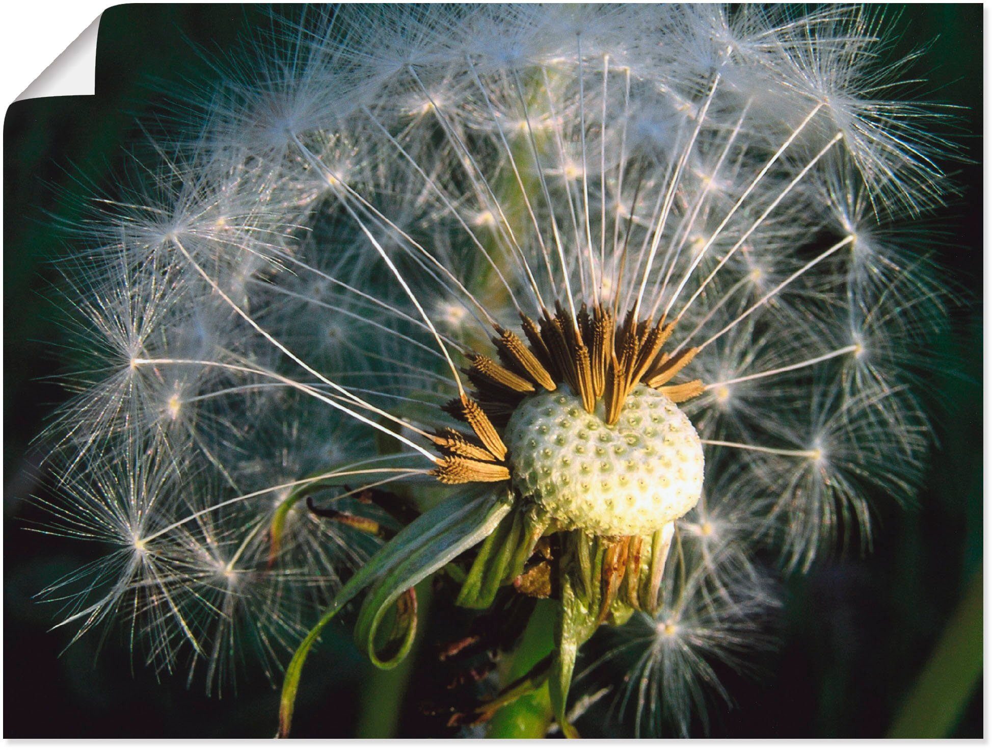 Artland Wandbild Pusteblume, Blumen (1 St), als Alubild, Leinwandbild,  Wandaufkleber oder Poster in versch. Größen, Fertig zum Aufhängen für  einfache Montag