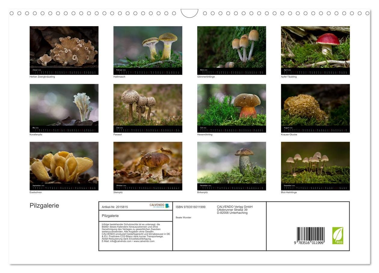 Thumbnail - CALVENDO Wandkalender Pilzgalerie (Wandkalender 2026 DIN A3 quer), CALVENDO Monatskalender