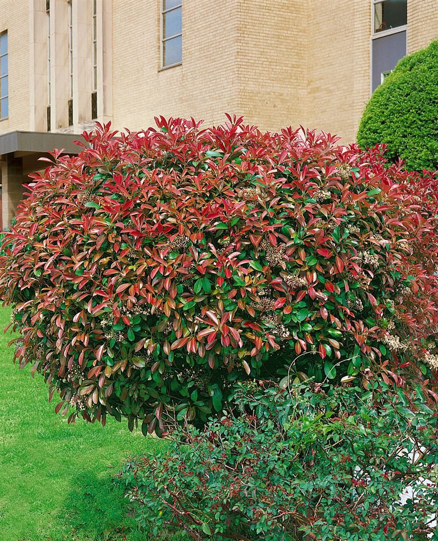 Gehölze Photinia fraseri Red Select