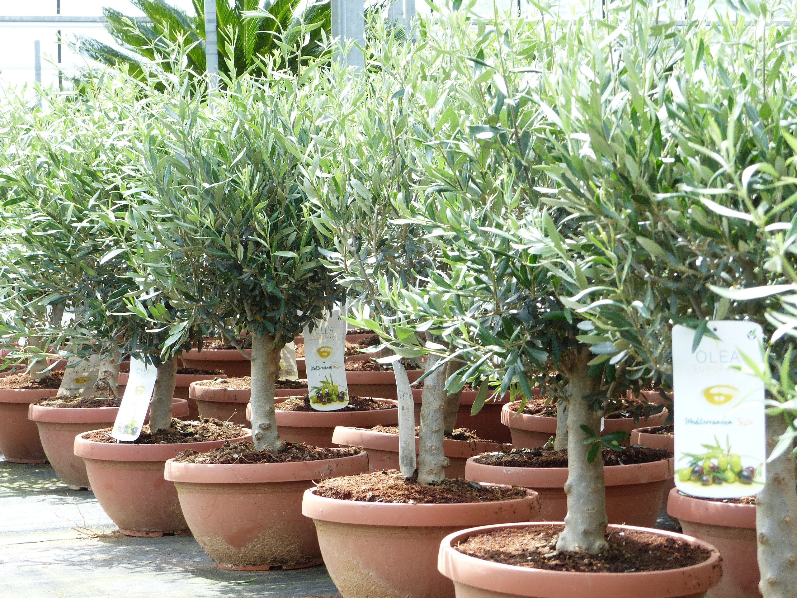 gruenwaren jakubik Olivenbaum