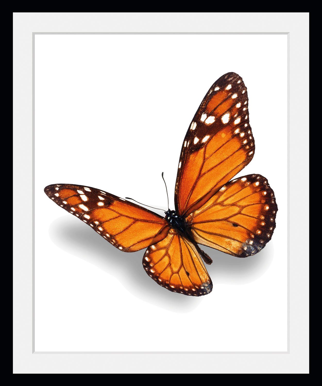 Bild Evelina, Schmetterlinge queence (1 St)