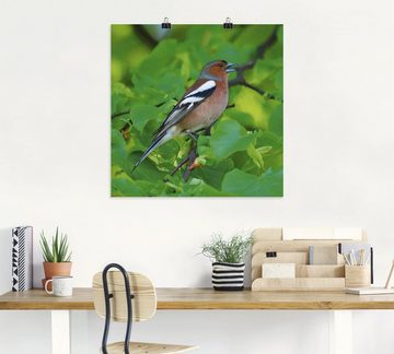Artland Wandbild Buchfink Lied, Vögel (1 St), als Leinwandbild, Poster in verschied. Größen