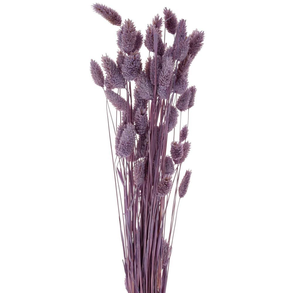 Kunstblume Trockenblumen Deko Bund Phalaris gefärbt lila 60 cm Phalaris, matches21 HOME & HOBBY, Höhe 60 cm
