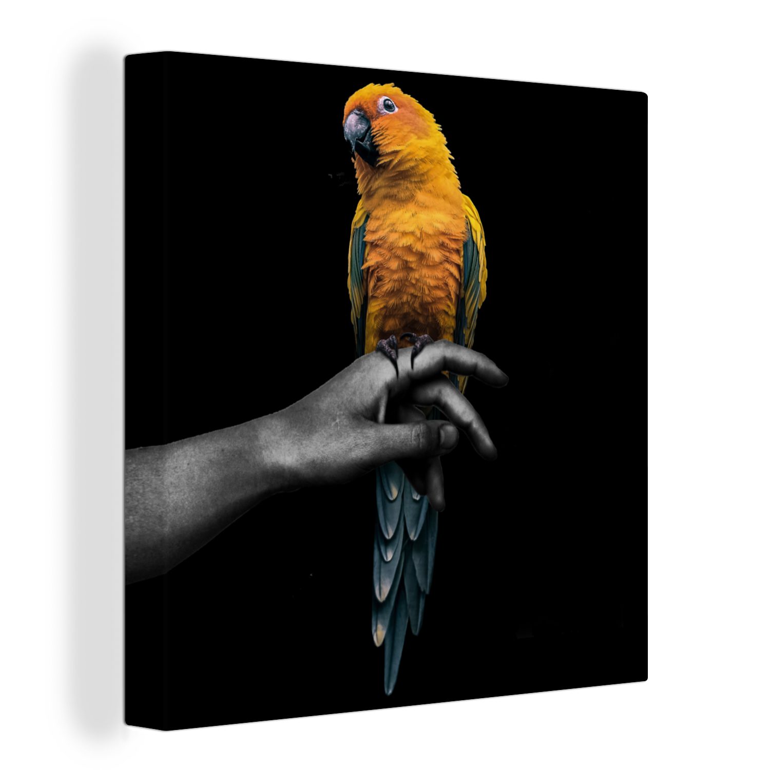 - - OneMillionCanvasses® für Schlafzimmer Vogel Hand Papagei (1 St), Bilder Leinwandbild Wohnzimmer - Leinwand Gelb,