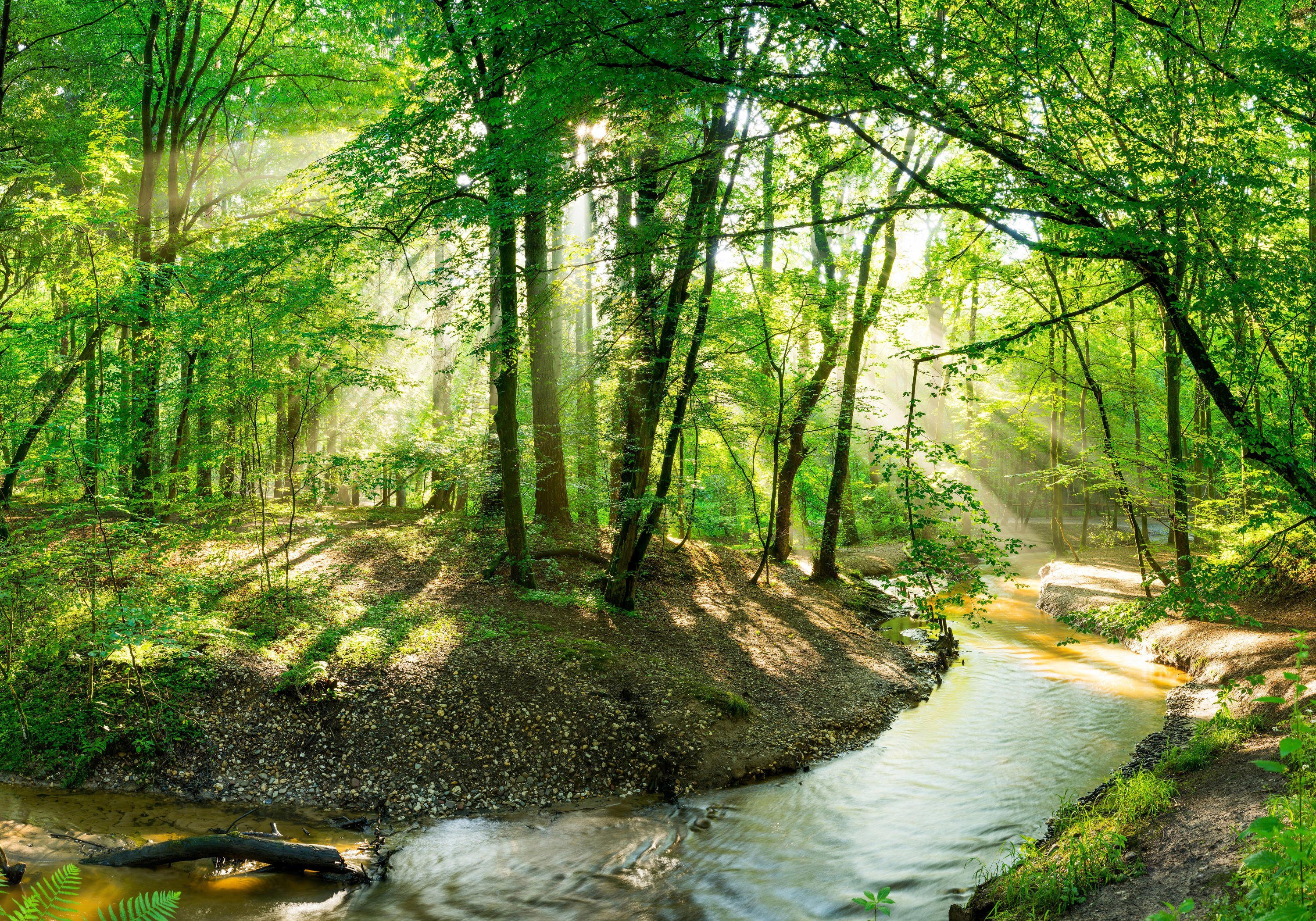wandmotiv24 Fototapete Wald mit Bach bei Sonnenschein, glatt, Wandtapete, Motivtapete, matt, Vliestapete | Fototapeten