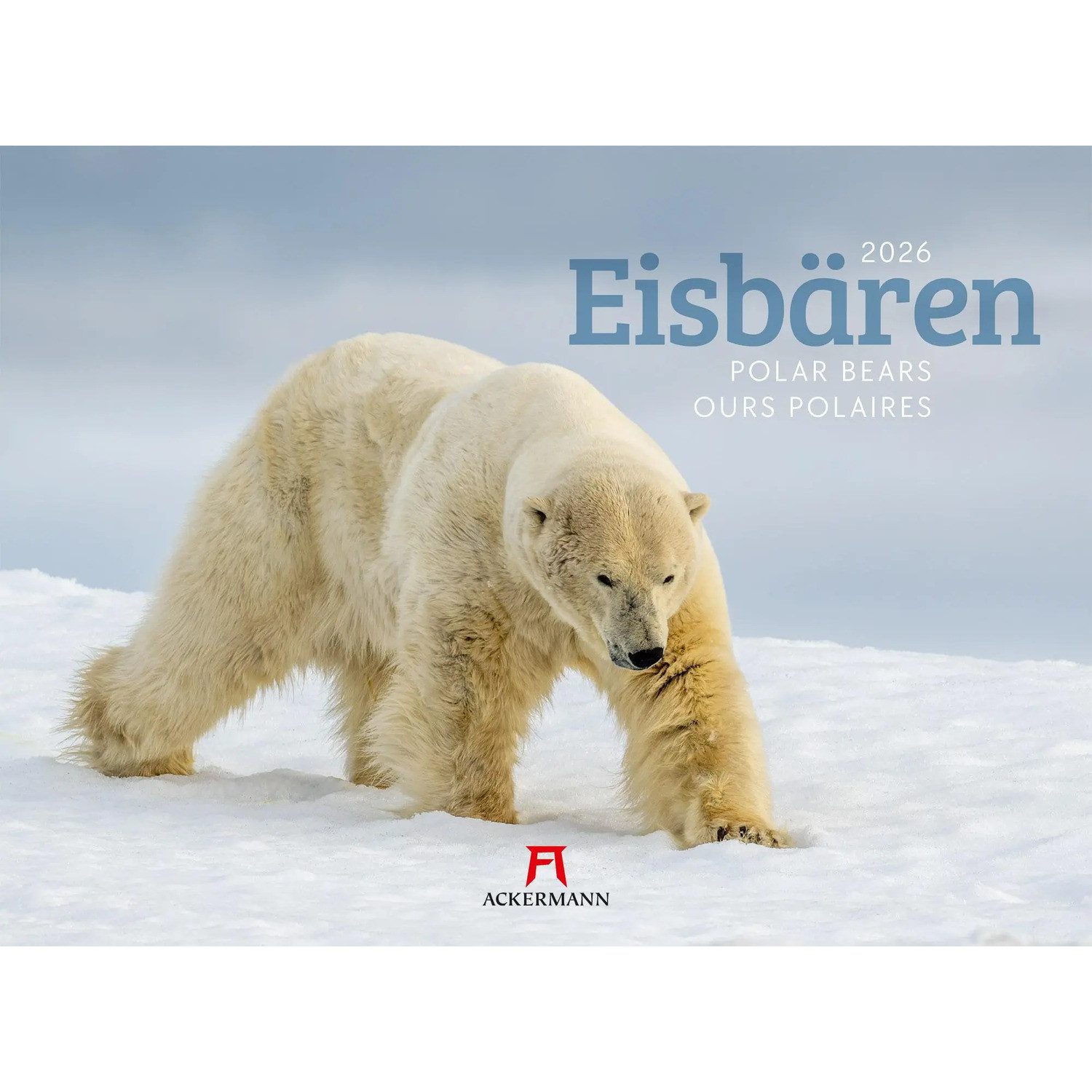 Ackermann Wandkalender Eisbären Kalender 2026