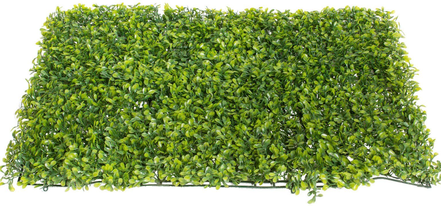 Künstliche Zimmerpflanze Buchsmatte groß Buchs, Botanic-Haus, Höhe 3,5 cm | Kunstpflanzen
