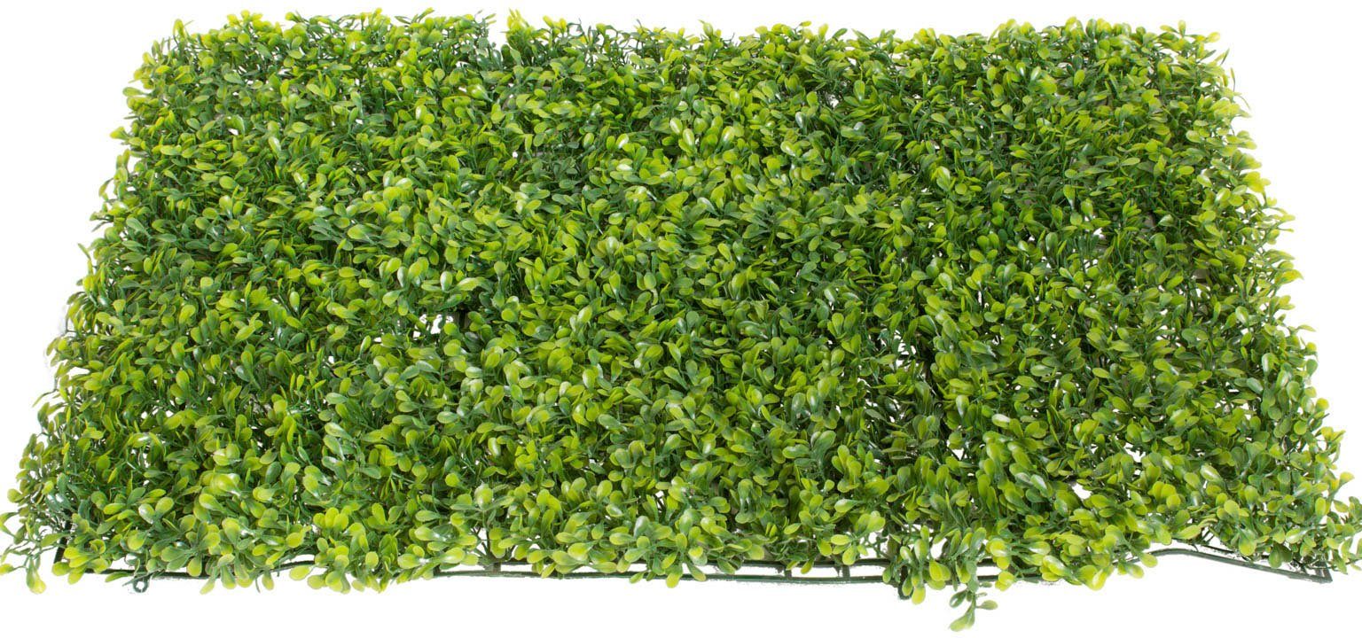 Künstliche Zimmerpflanze Buchsmatte groß Buchs, Botanic-Haus, günstig online kaufen