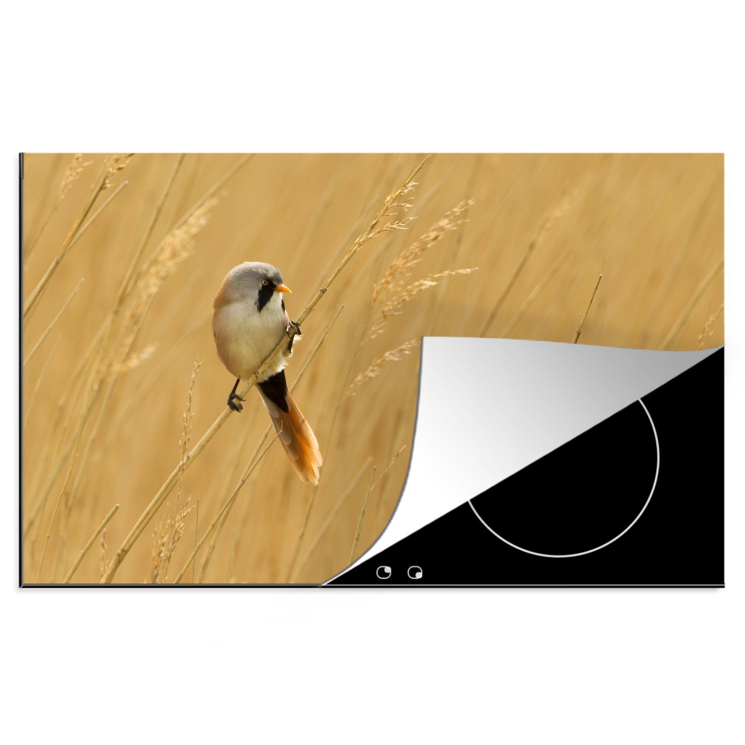 MuchoWow Herdblende-/Abdeckplatte Bild eines Bartmeisenbärblings im gelben Schilf, Vinyl, (1 tlg), 81x52 cm, Induktionskochfeld Schutz für die küche, Ceranfeldabdeckung