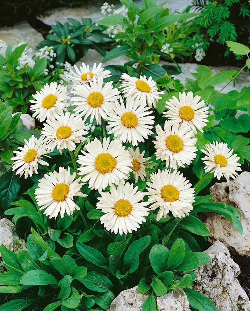 Pflanzen für Dich Staude Aster alpinus 'Weiße Schöne', 1 St., Alpenaster