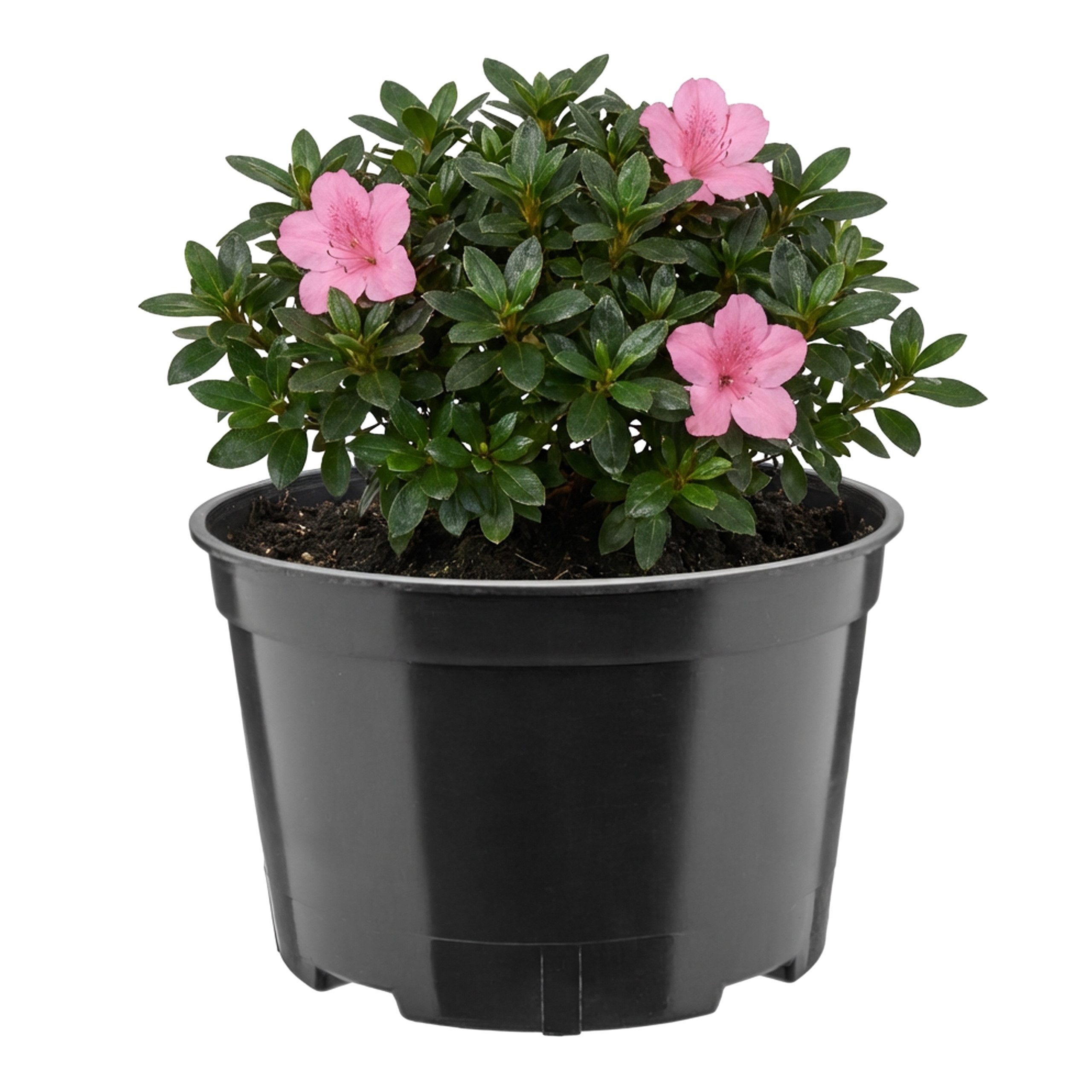 Garronda Blumentopf rund Kunststoff mit Drainagelöchern für Garten GD-0202 (1 St) von Garronda