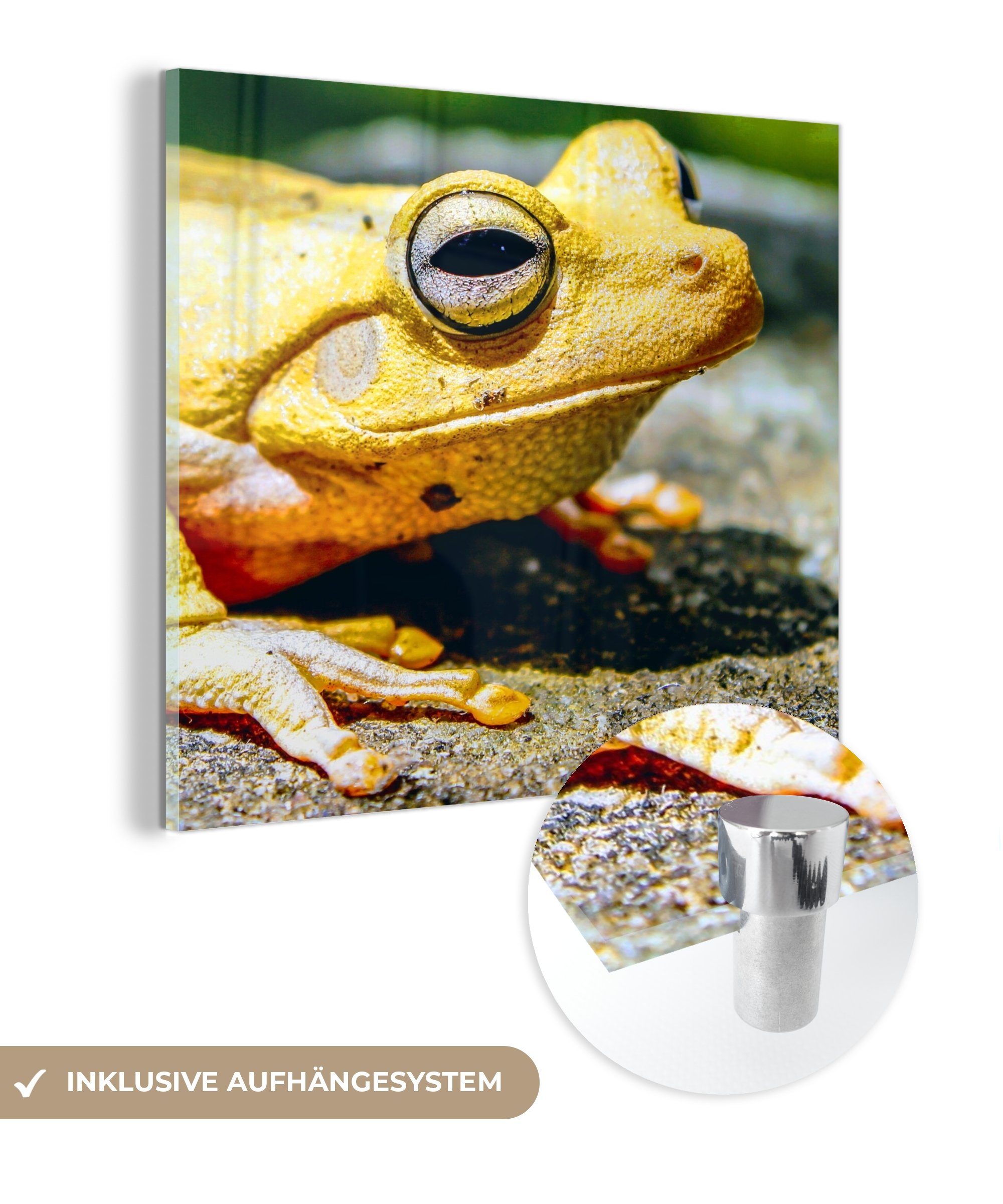 MuchoWow Acrylglasbild Gelber Frosch auf dem Boden sitzend, (1 St), Glasbilder - Bilder auf Glas Wandbild - Foto auf Glas - Wanddekoration | Bilder