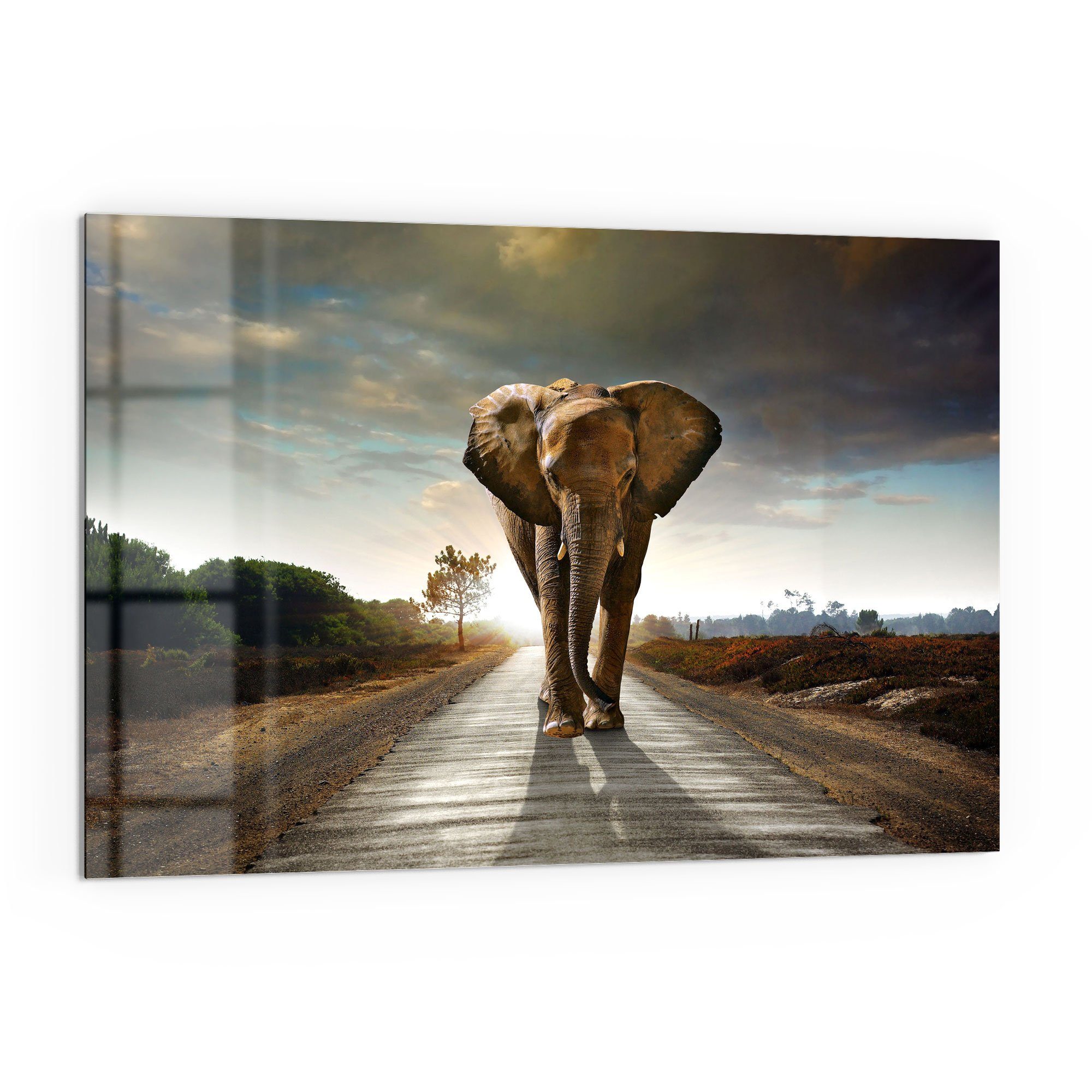 DEQORI Küchenrückwand 'Elefant auf Asphalt', Glas Spritzschutz Badrückwand Herdblende