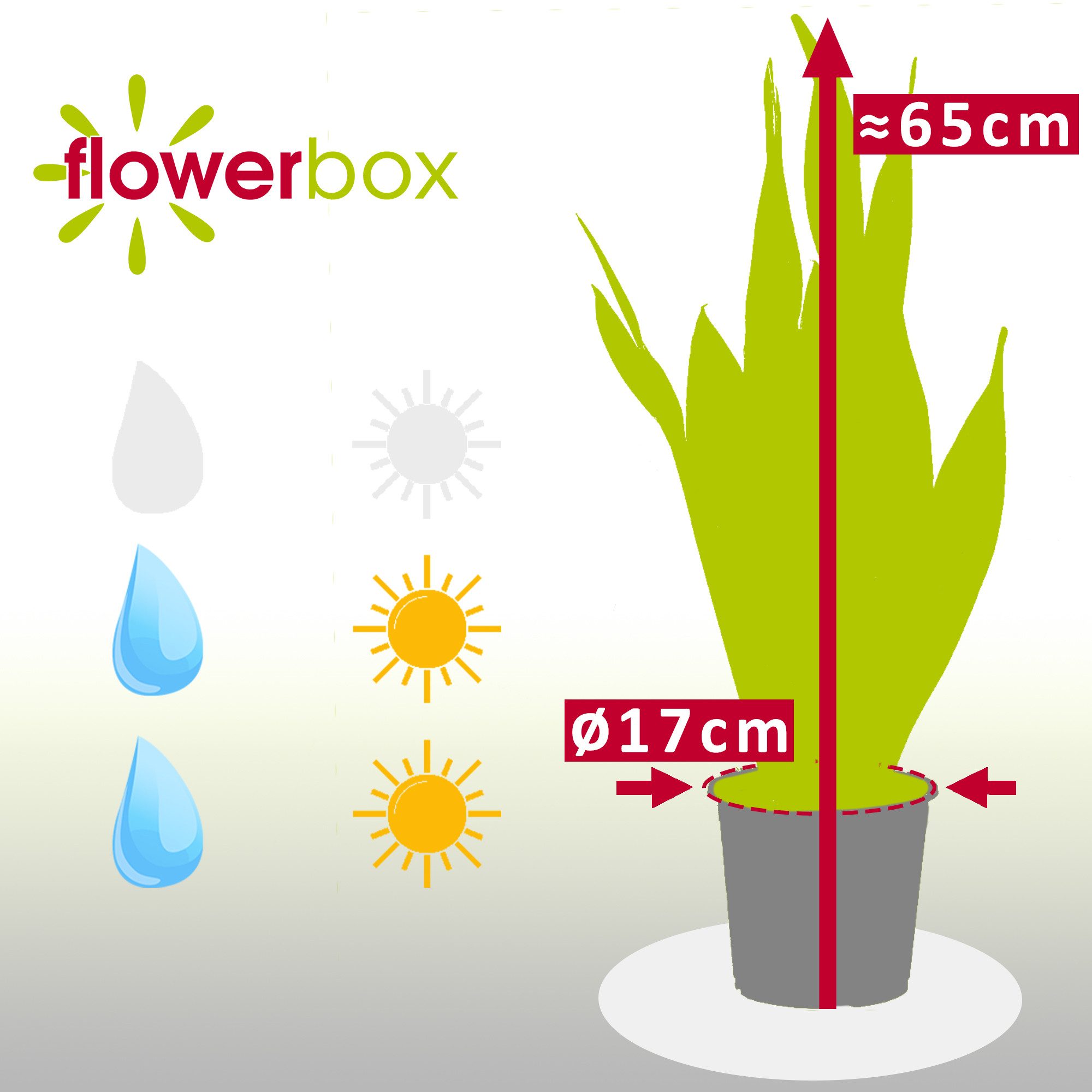 Flowerbox Zimmerpflanze Bogenhanf - Sansevieria trifasciata Laurentii, echte Zimmerpflanze, pflegeleicht - Höhe ca. 65 cm, Topf-Ø 17 cm – Bild 4 von 5