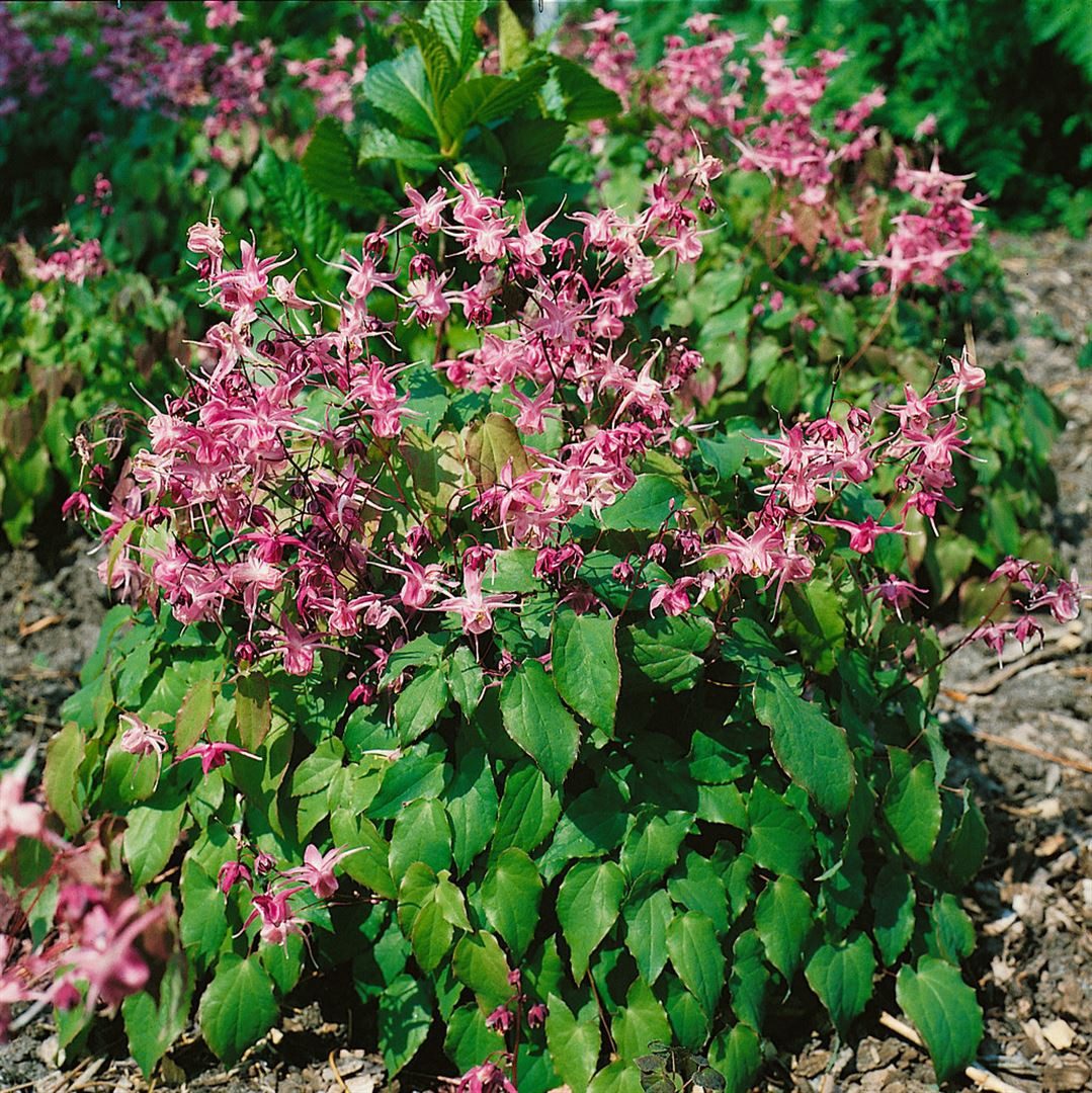 Pflanzen für Dich Staude Epimedium grand. Rubinkrone, 1 St., Elfenblume, Sockenblume