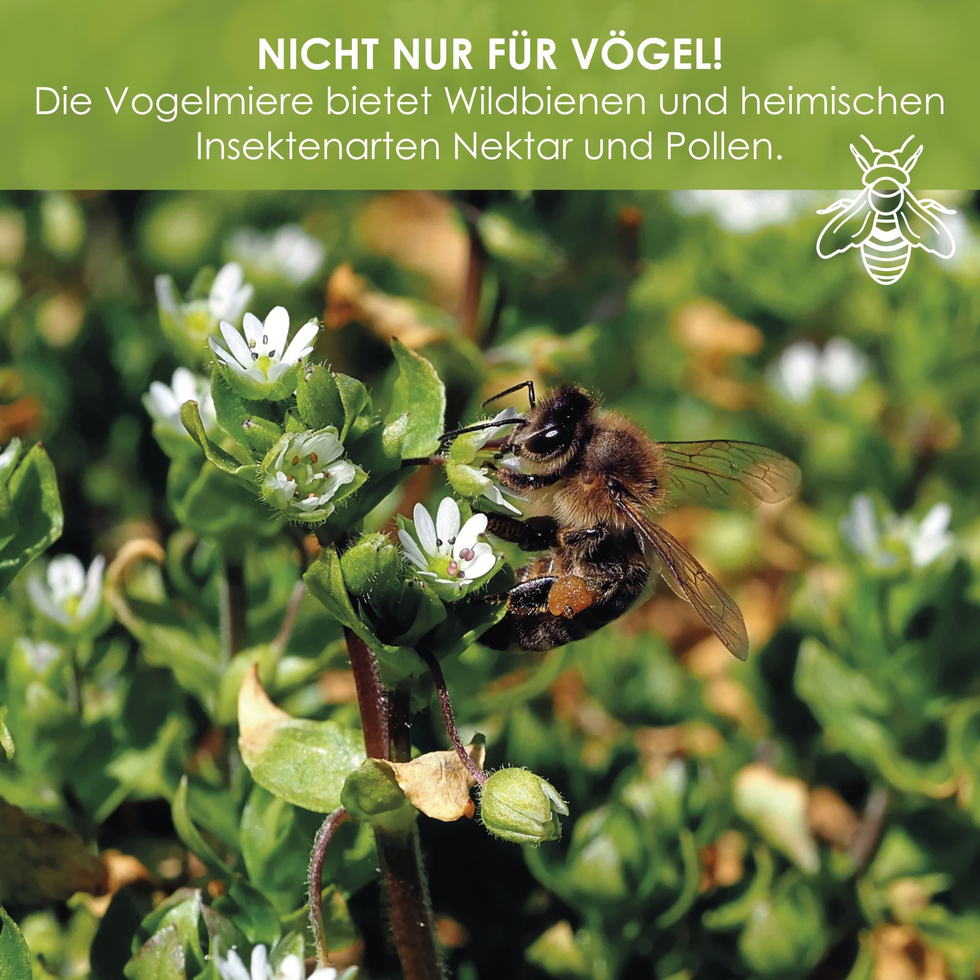 HappySeed Blumensamen Vogelmiere Samen - Stellaria media, Blumen – Bild 5 von 5