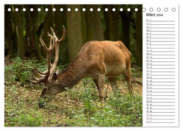 CALVENDO Wandkalender Hirsche (Tischkalender 2024 DIN A5 quer), CALVENDO Monatskalender