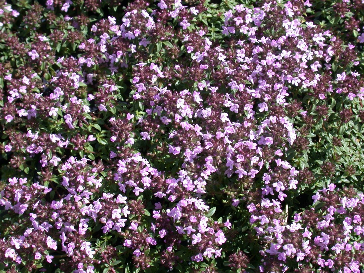 Pflanzen für Dich Staude Thymus herba-barona, 1 St., Kümmelthymian, Karwaythymian