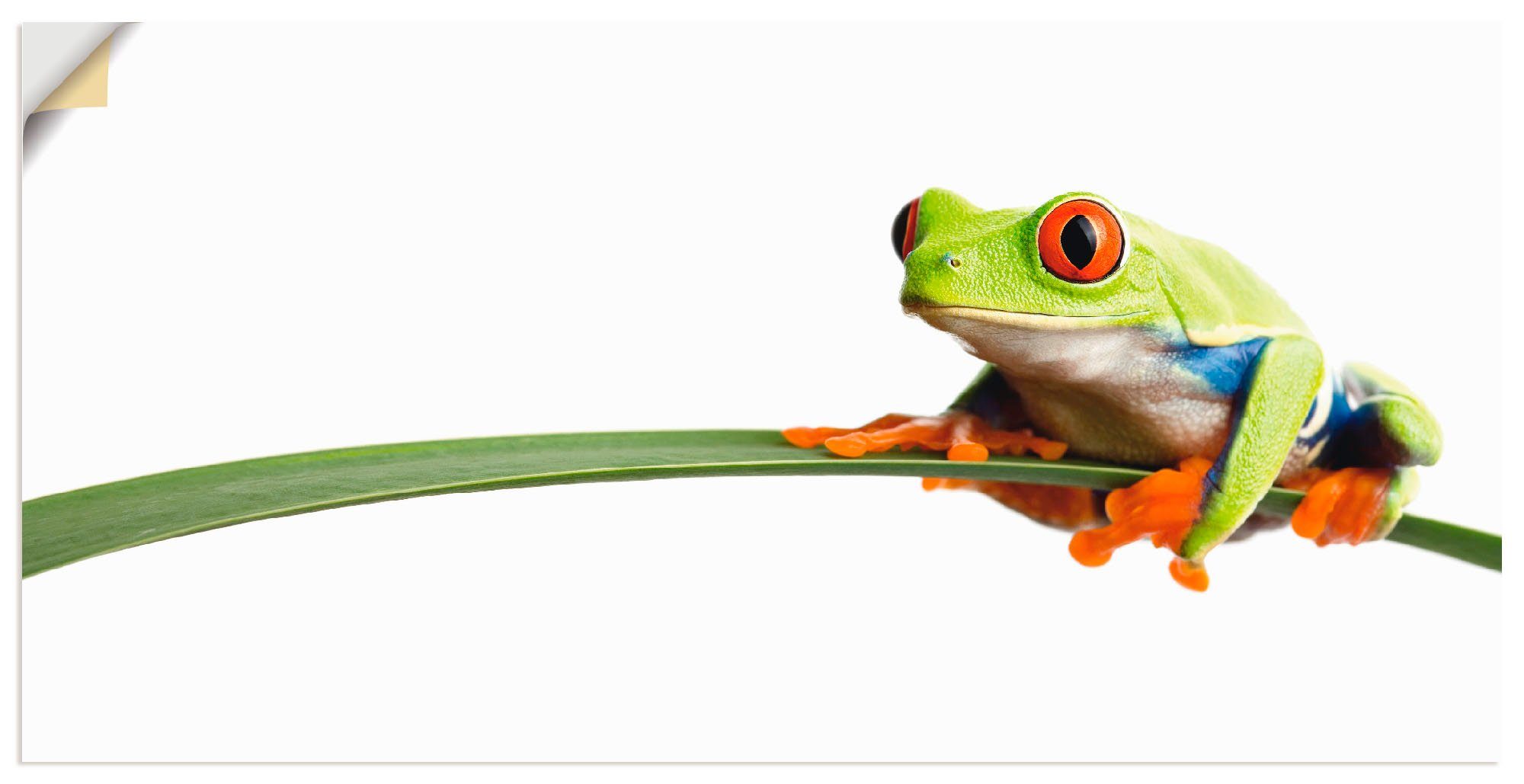 2024 Nr. 1 Beliebtheit Artland Wandbild Frosch auf Größen versch. St), (1 Alubild, Leinwandbild, einem Wassertiere als Poster Wandaufkleber in oder Blatt