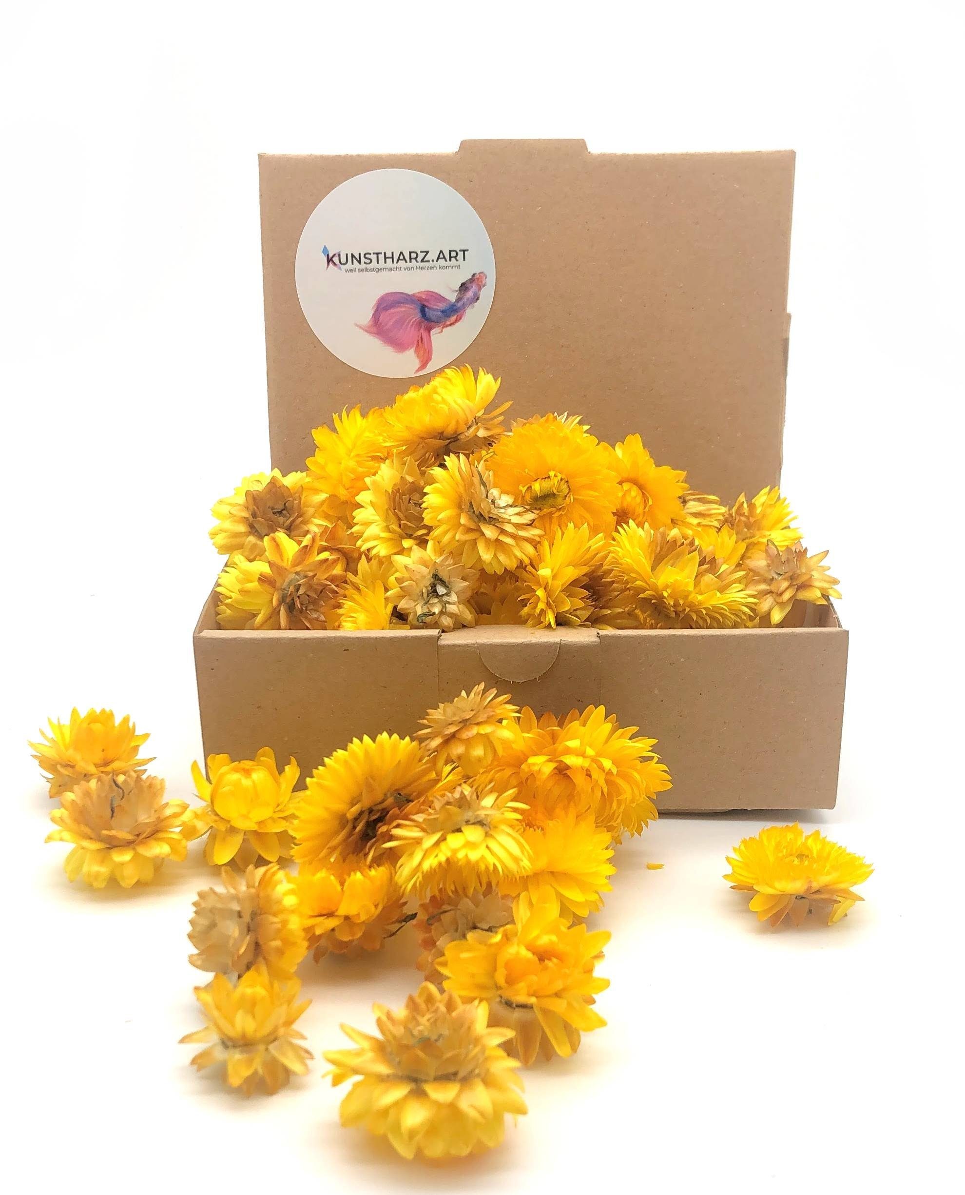 Trockenblume Strohblumenköpfe Helichrysum getrocknet: gemischt oder farblich sortiert - Gelb, Kunstharz.Art