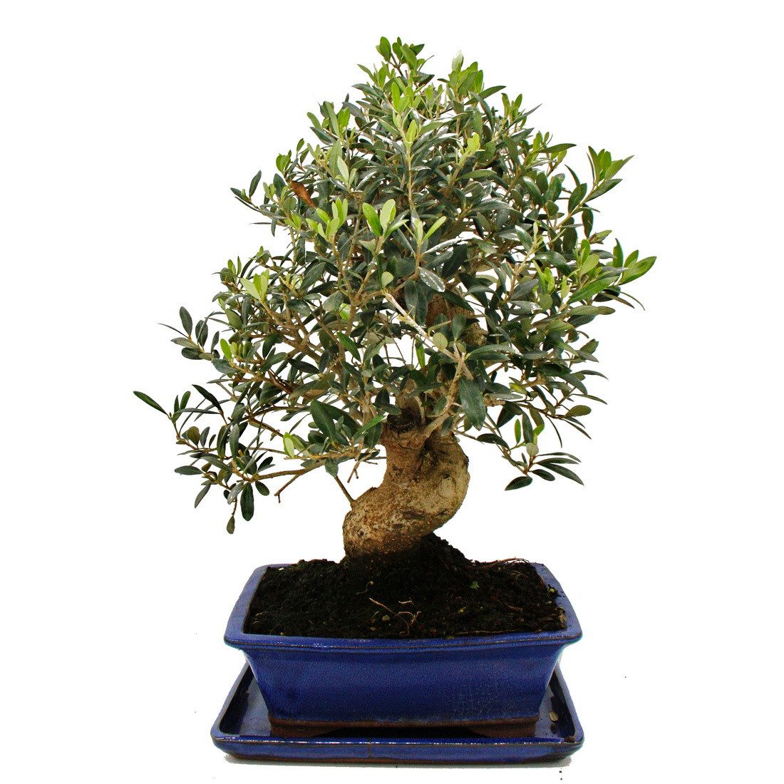 Exotenherz Zimmerpflanze Bonsai Solitär Olivenbaum Olea europaea ca. 17 Jahre ca. 50-55cm hoch