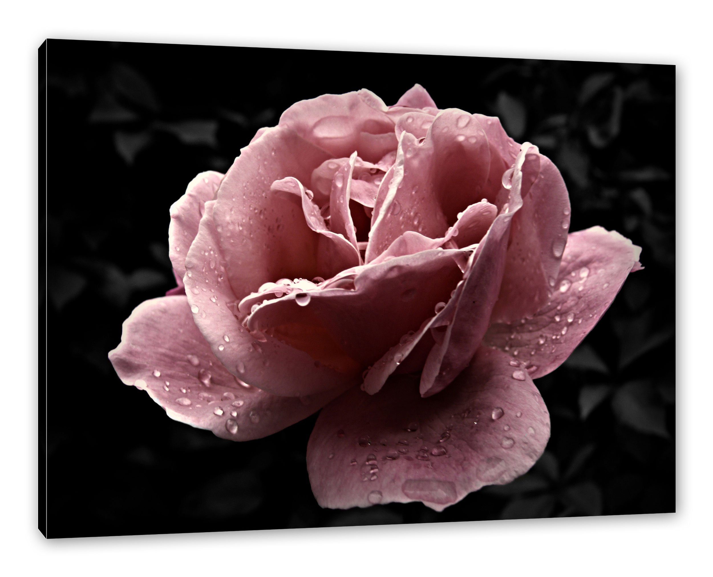 Pixxprint Leinwandbild zarte rosafarbene Rosenblüte, zarte rosafarbene Rosenblüte (1 St), Leinwandbild fertig bespannt, inkl. Zackenaufhänger